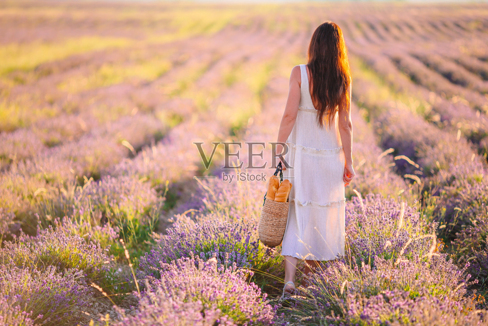 日落时,身着白色礼服,头戴白色帽子的女子在薰衣草花丛中照片摄影图片