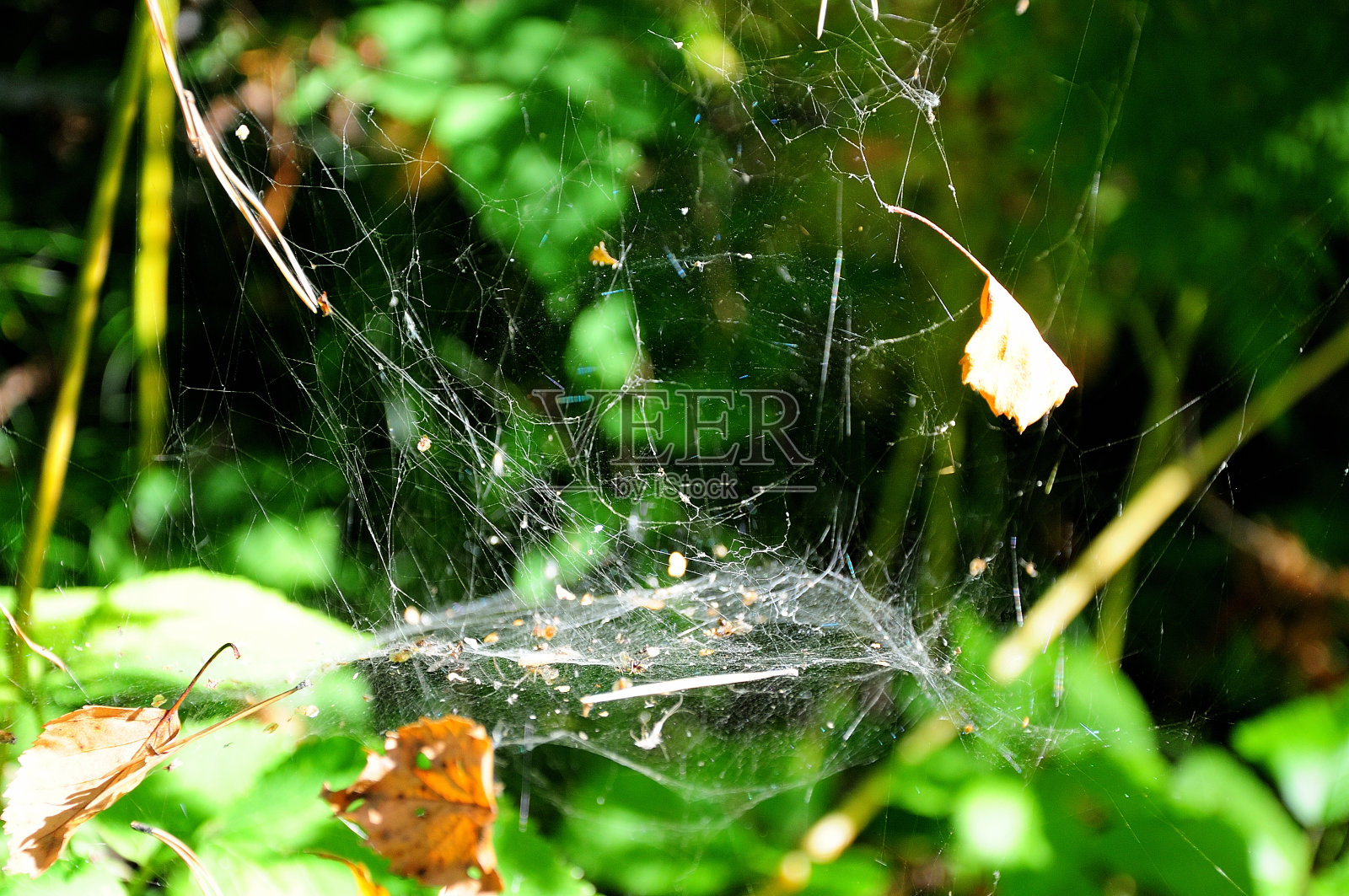 太阳下,干草梗间挂着一张蜘蛛网。照片摄影图片