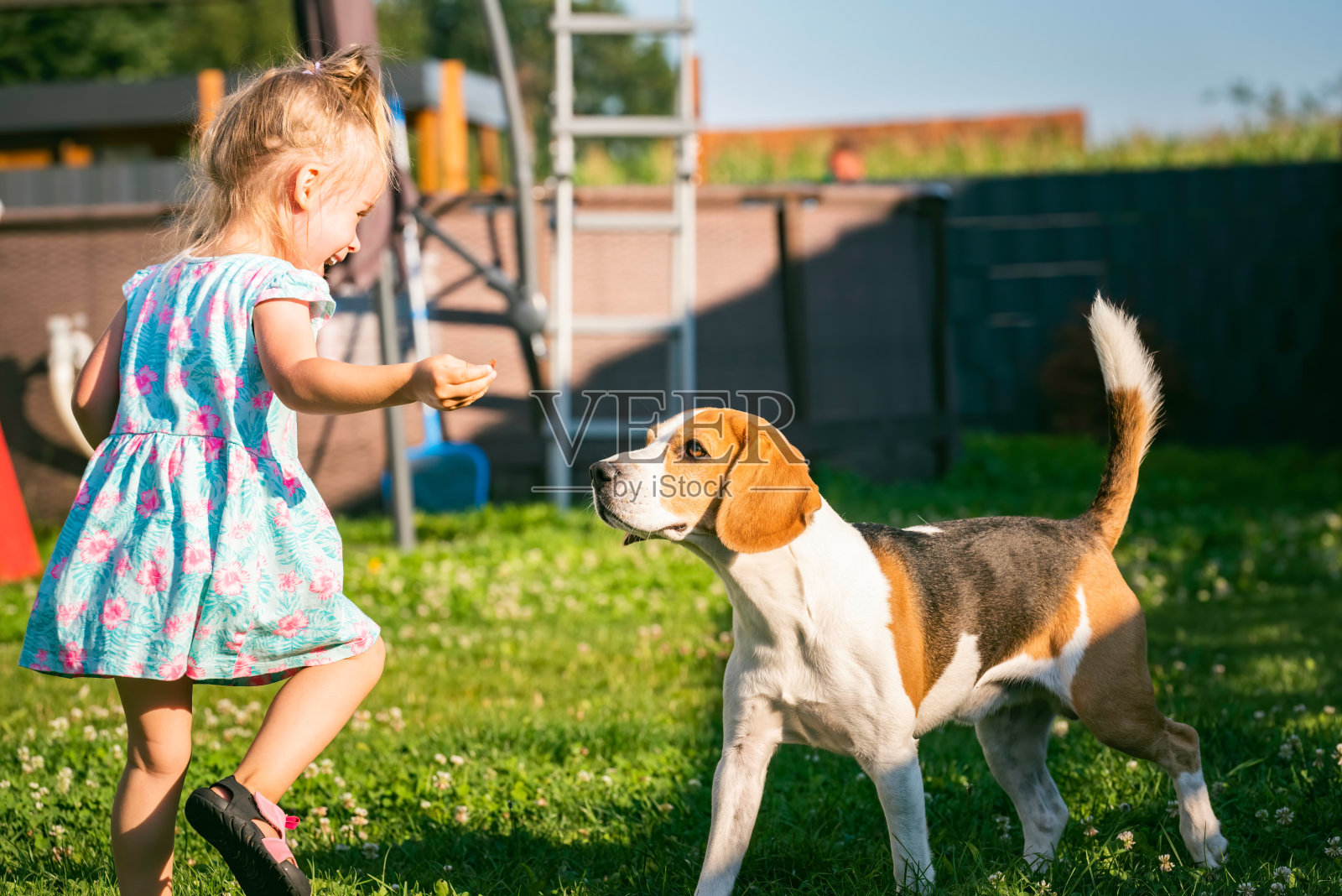 夏天,小女孩和小猎犬在后院奔跑。家畜与儿童的概念。照片摄影图片