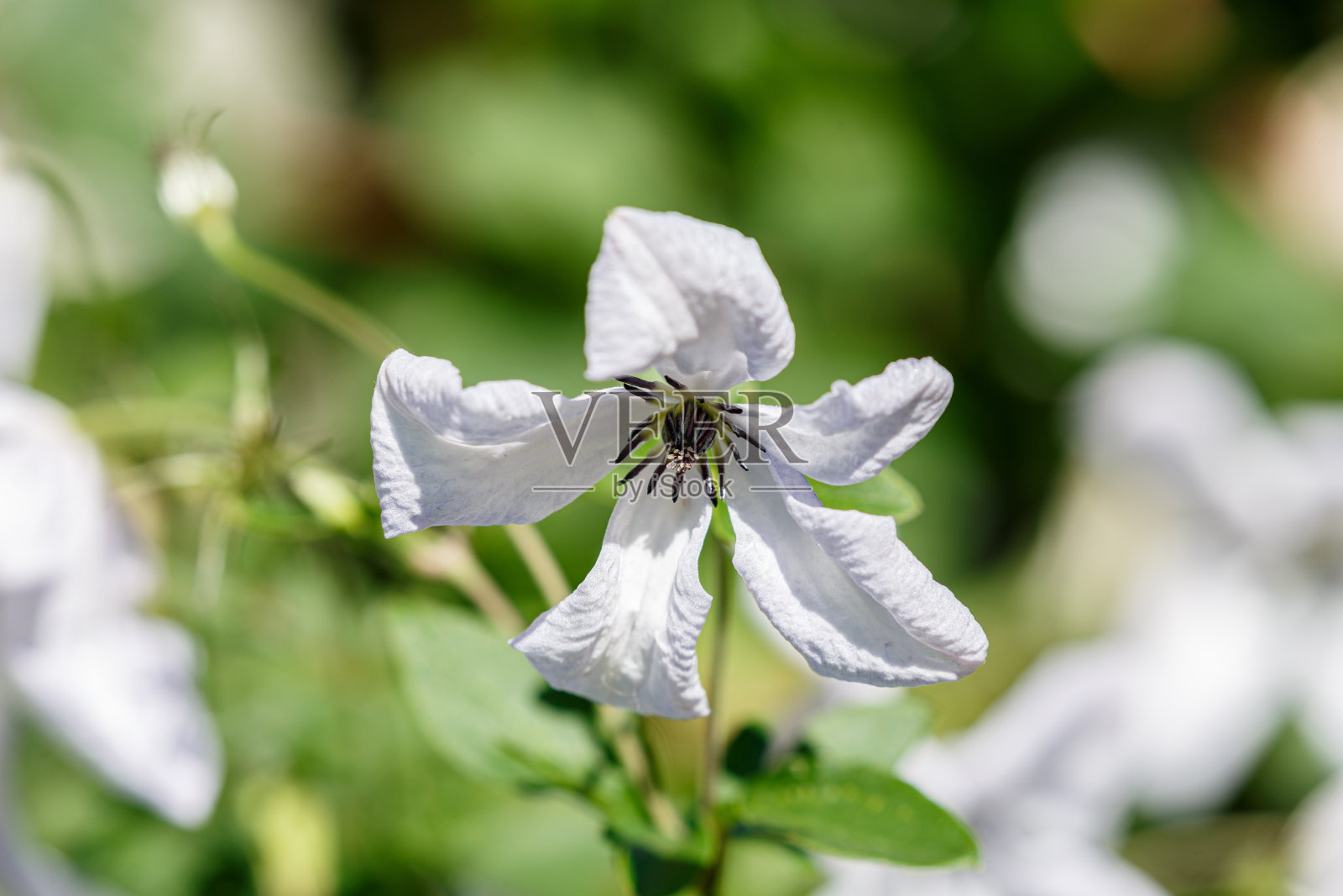 花园里盛开的花照片摄影图片
