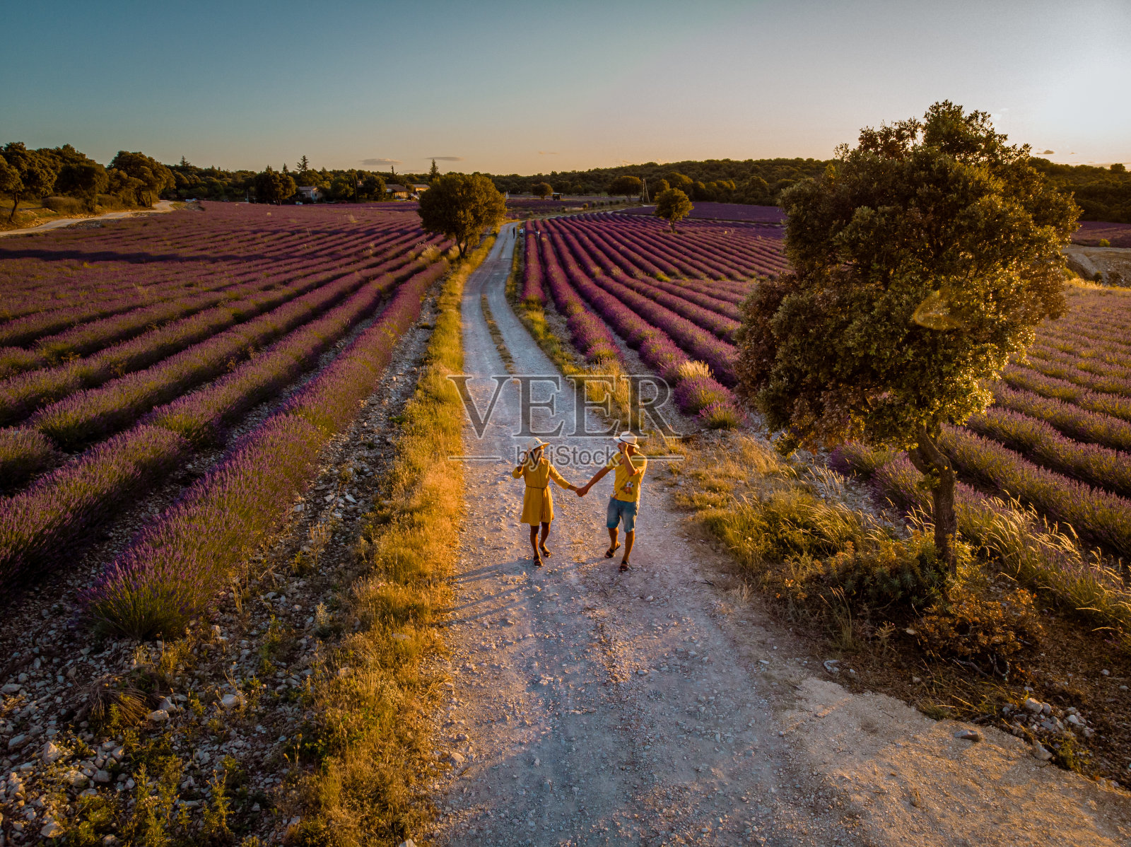 法国东南部阿尔代什的薰衣草田照片摄影图片