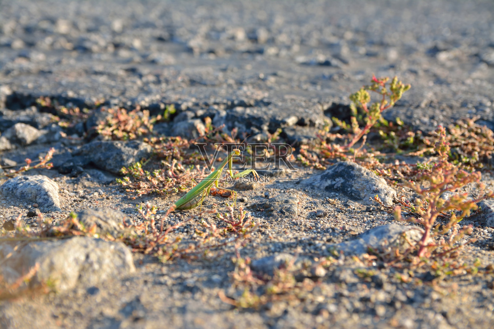 绿色的Mantodea在沥青上照片摄影图片