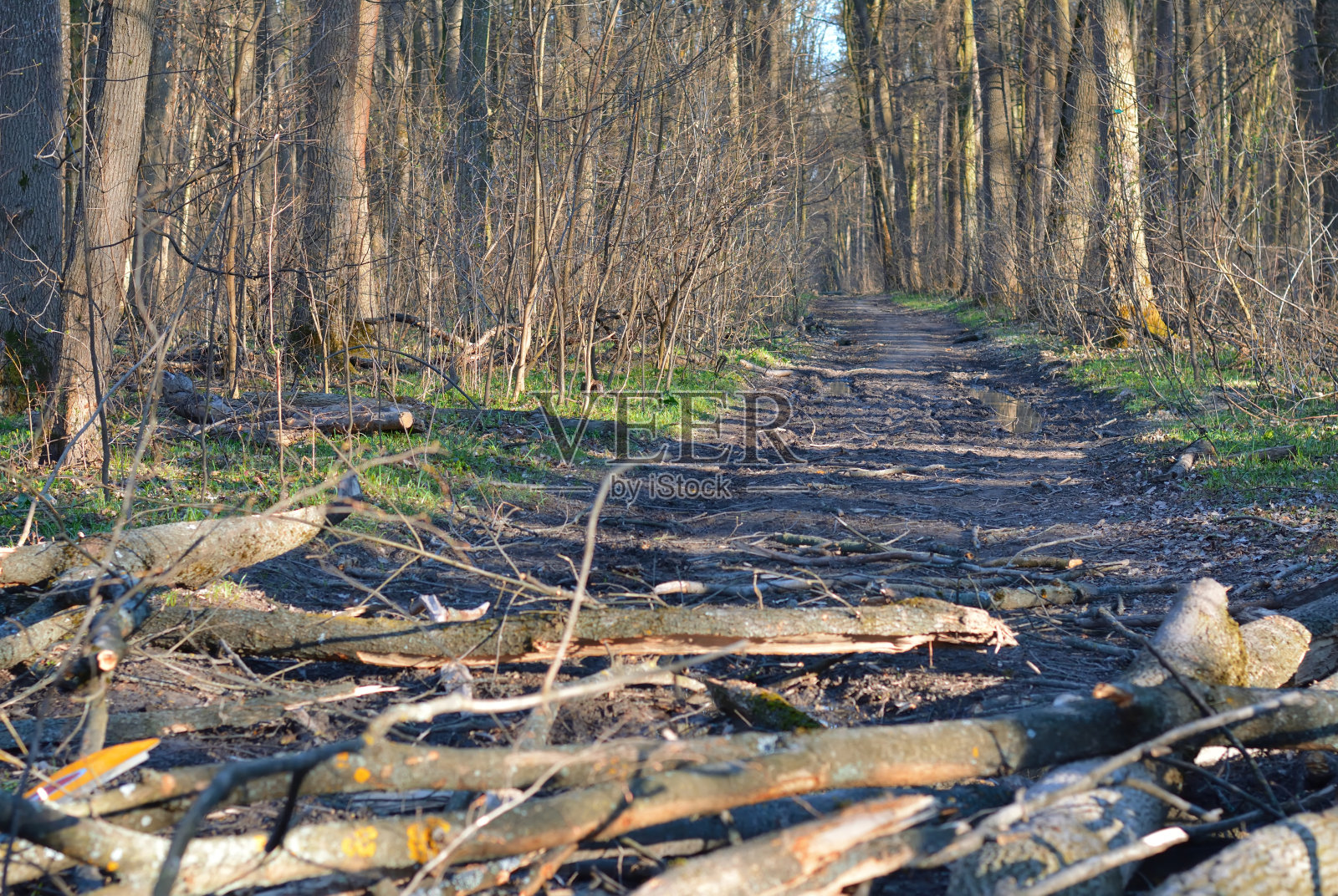 森林里的碎树照片摄影图片
