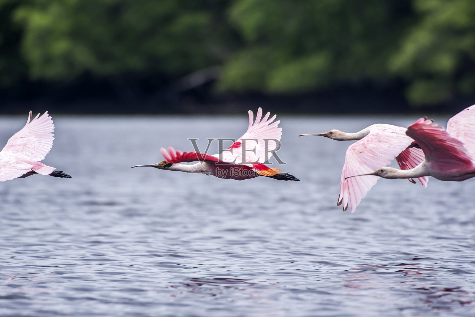 玫瑰琵鹭在圣埃斯皮里托维多利亚拍摄。巴西东南部。照片摄影图片