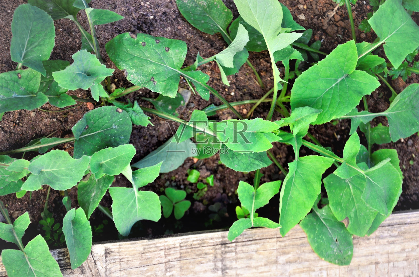 我爱你,我爱你照片摄影图片