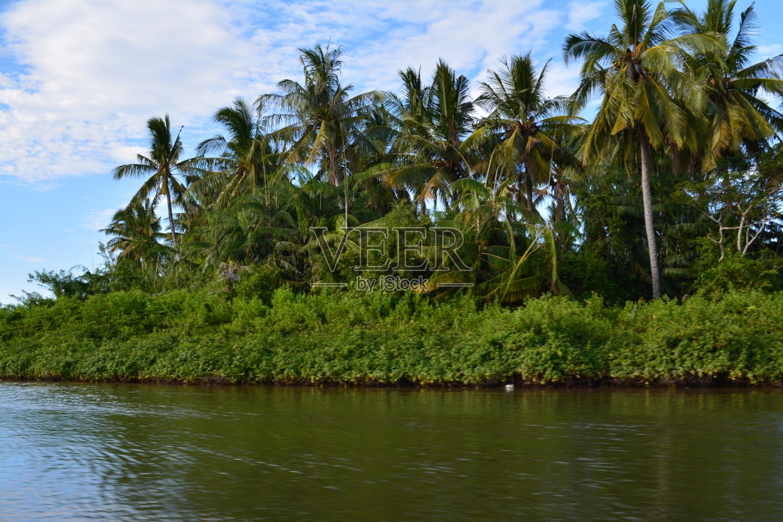 长鼻猴照片摄影图片