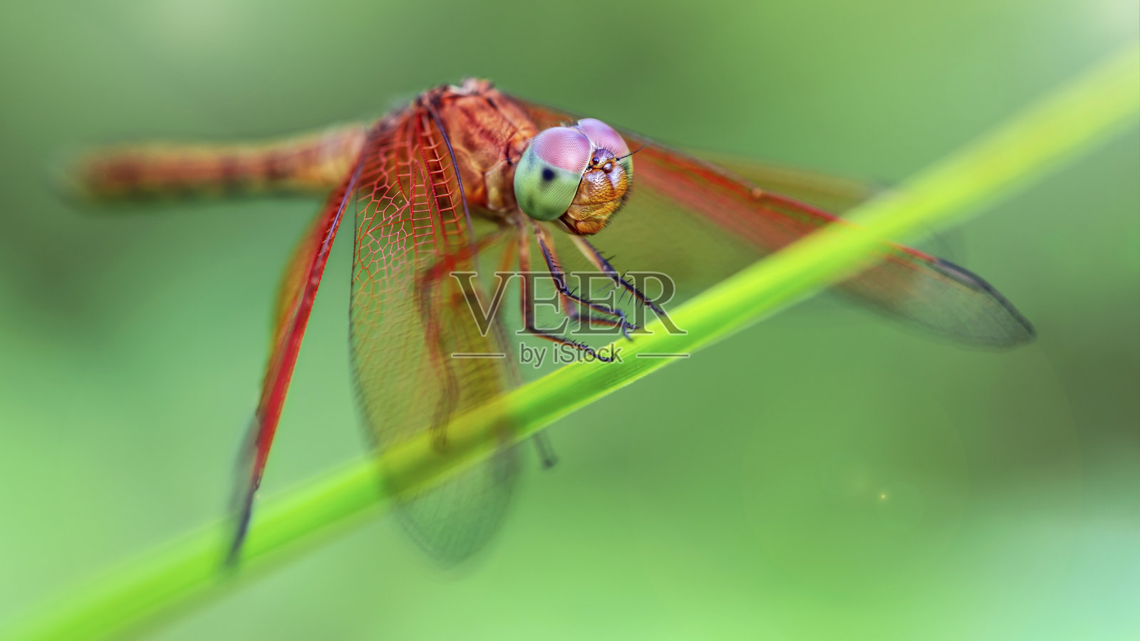 五彩缤纷的蜻蜓放大照相照片摄影图片