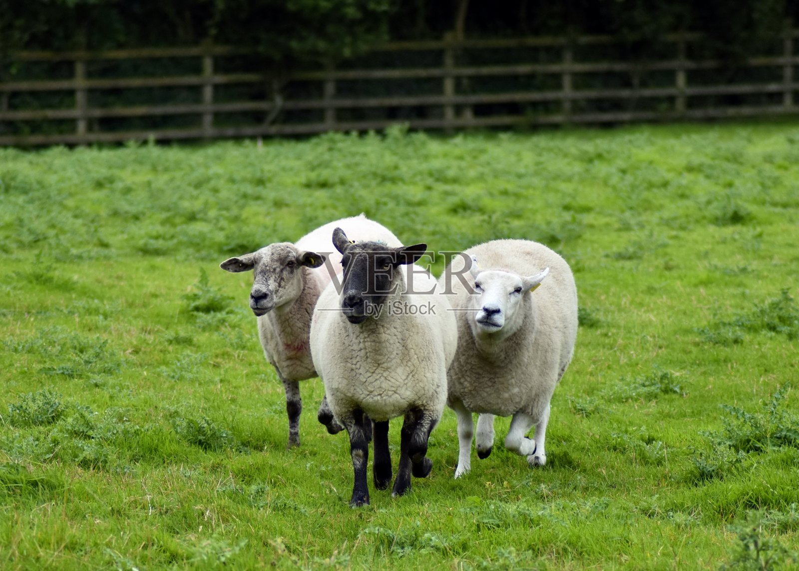 爱尔兰portlaise的黑羊照片摄影图片