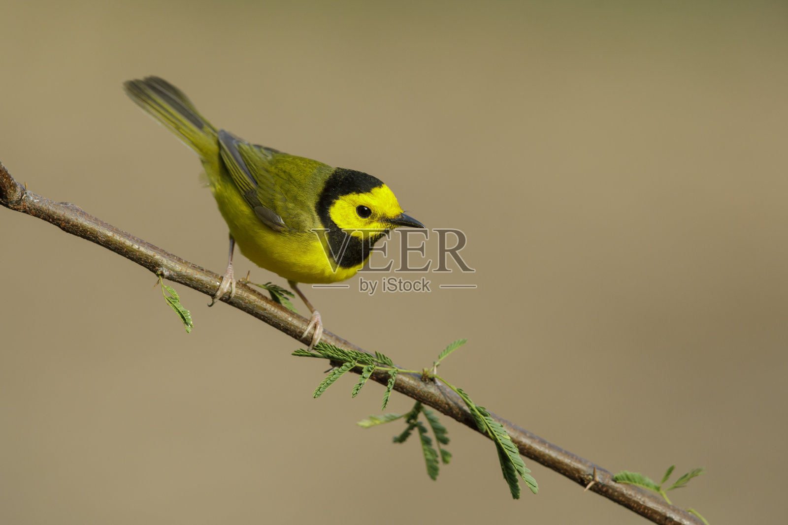 北美鸟类种类:冠莺,黄金莺照片摄影图片