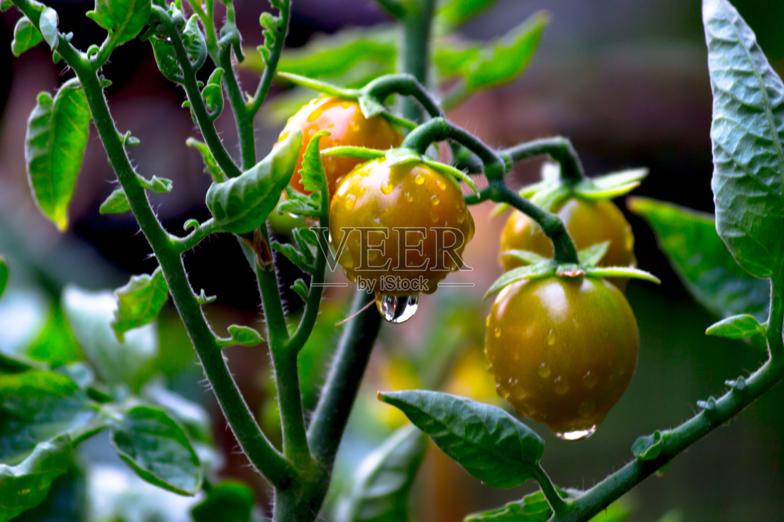 番茄照片摄影图片