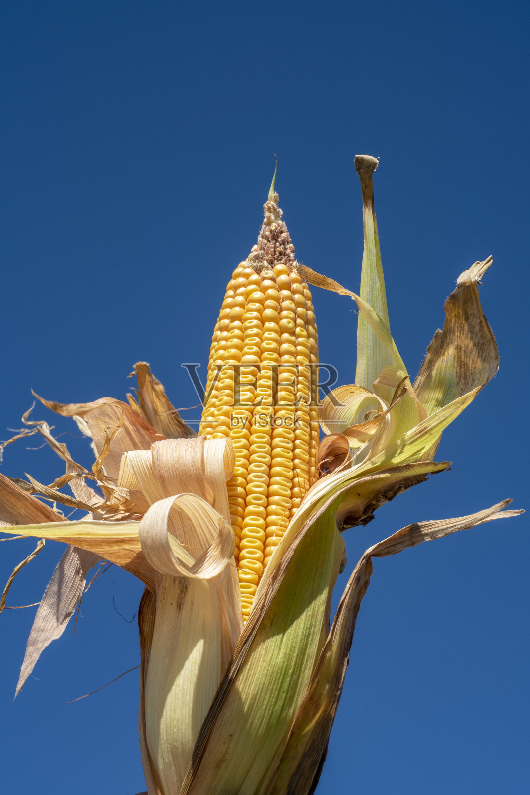 晴朗蓝天下玉米照片摄影图片