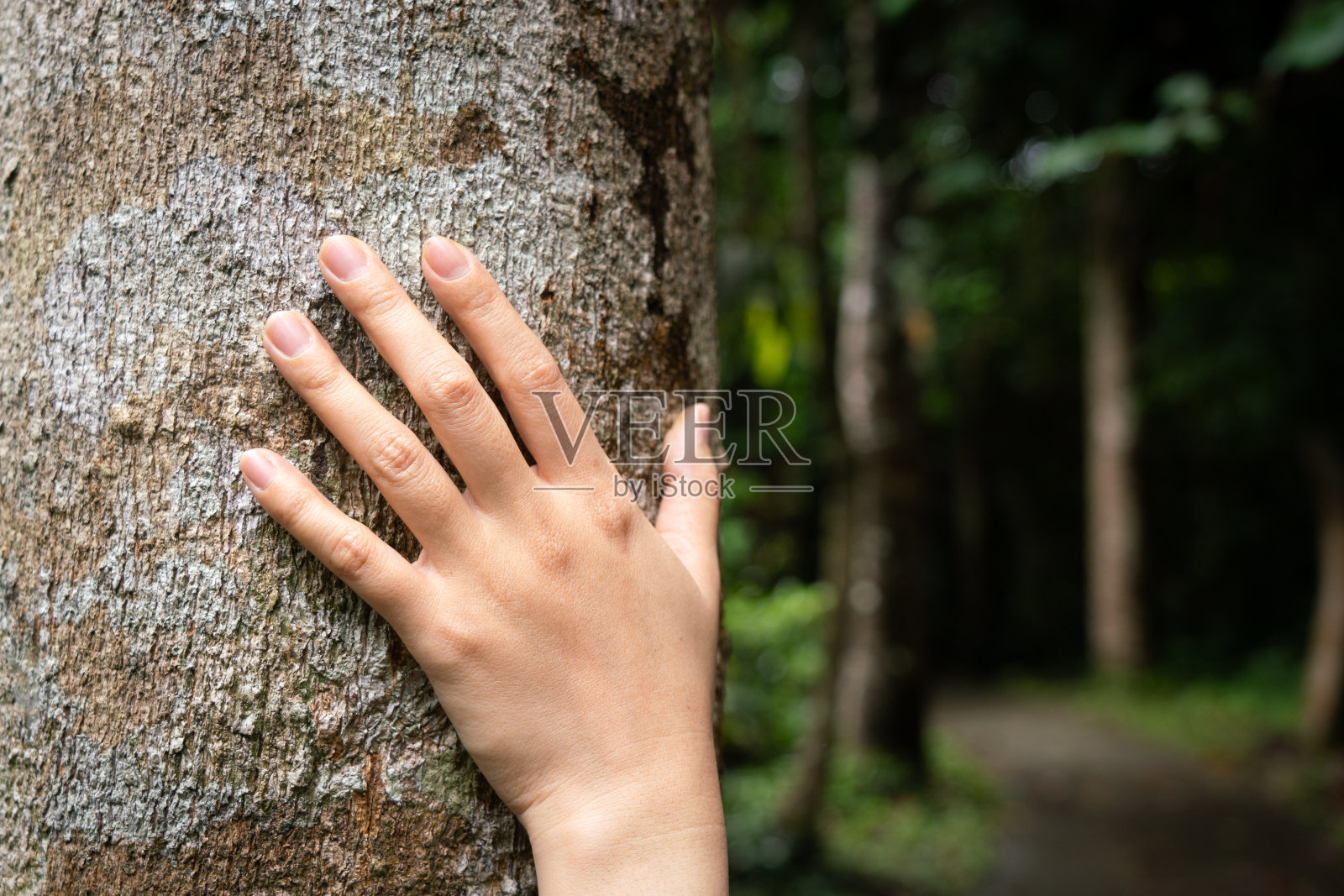 迷失在丛林深处的恐怖场景。照片摄影图片