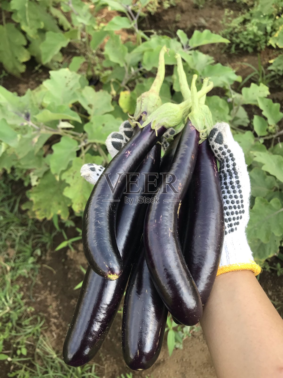 长紫色茄子照片摄影图片