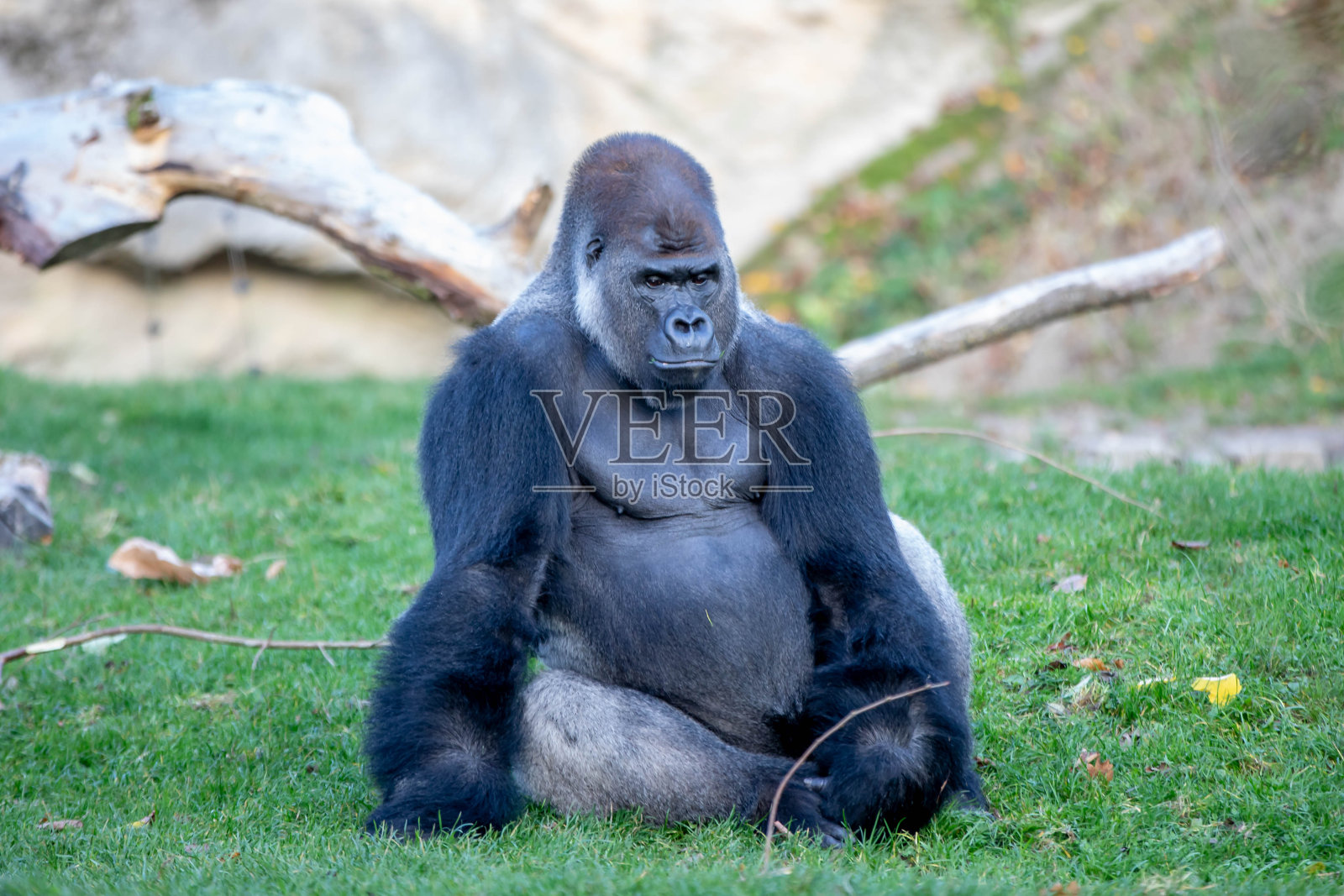 大猩猩坐在照片摄影图片