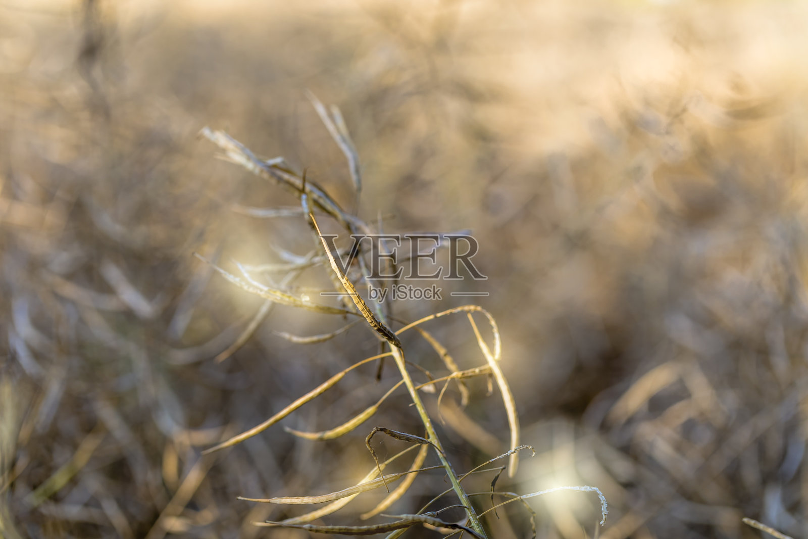 成熟的油菜-甘蓝型油菜照片摄影图片