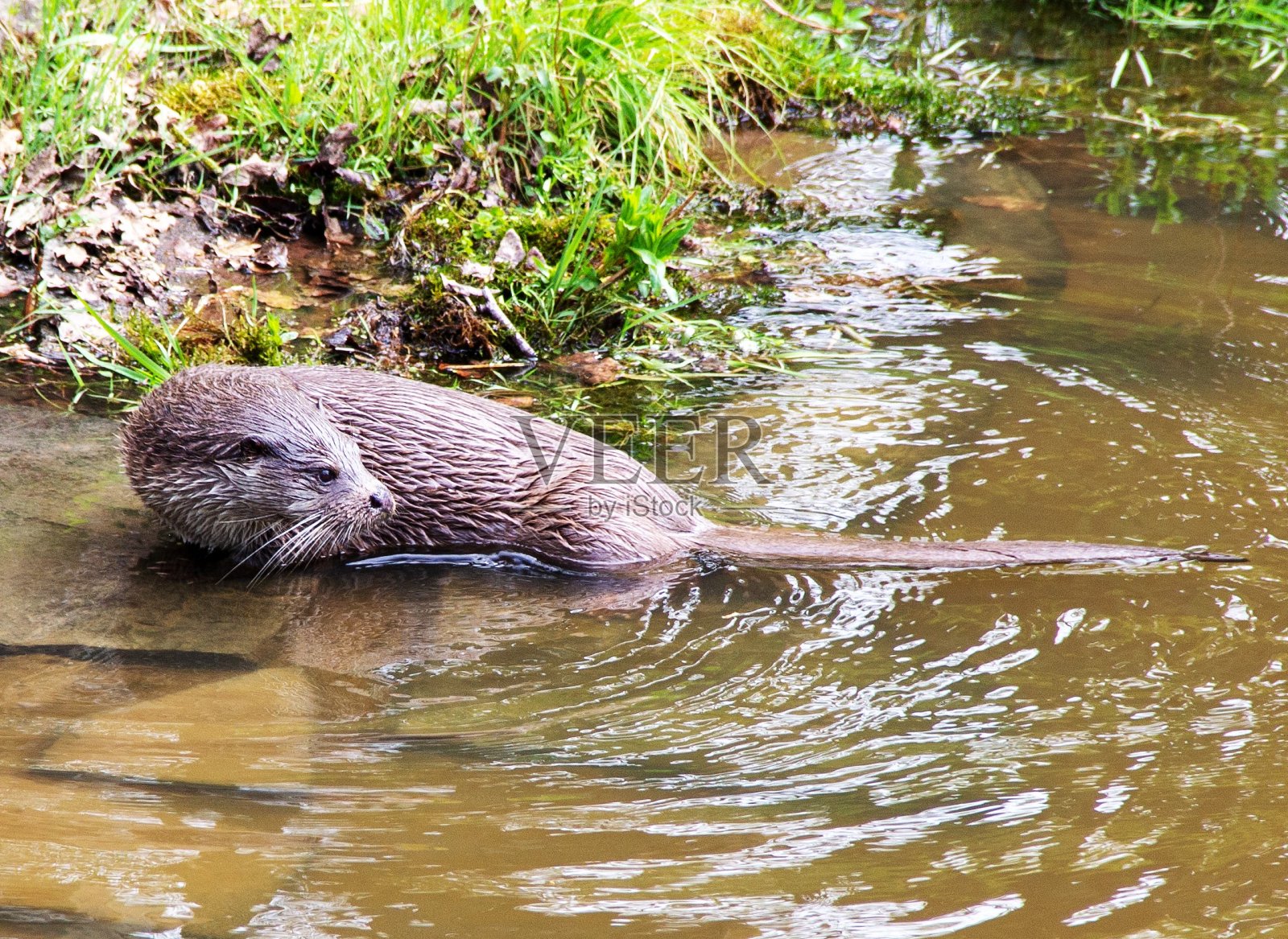 从一个角度看,水獭是水獭亚科的食肉哺乳动物照片摄影图片