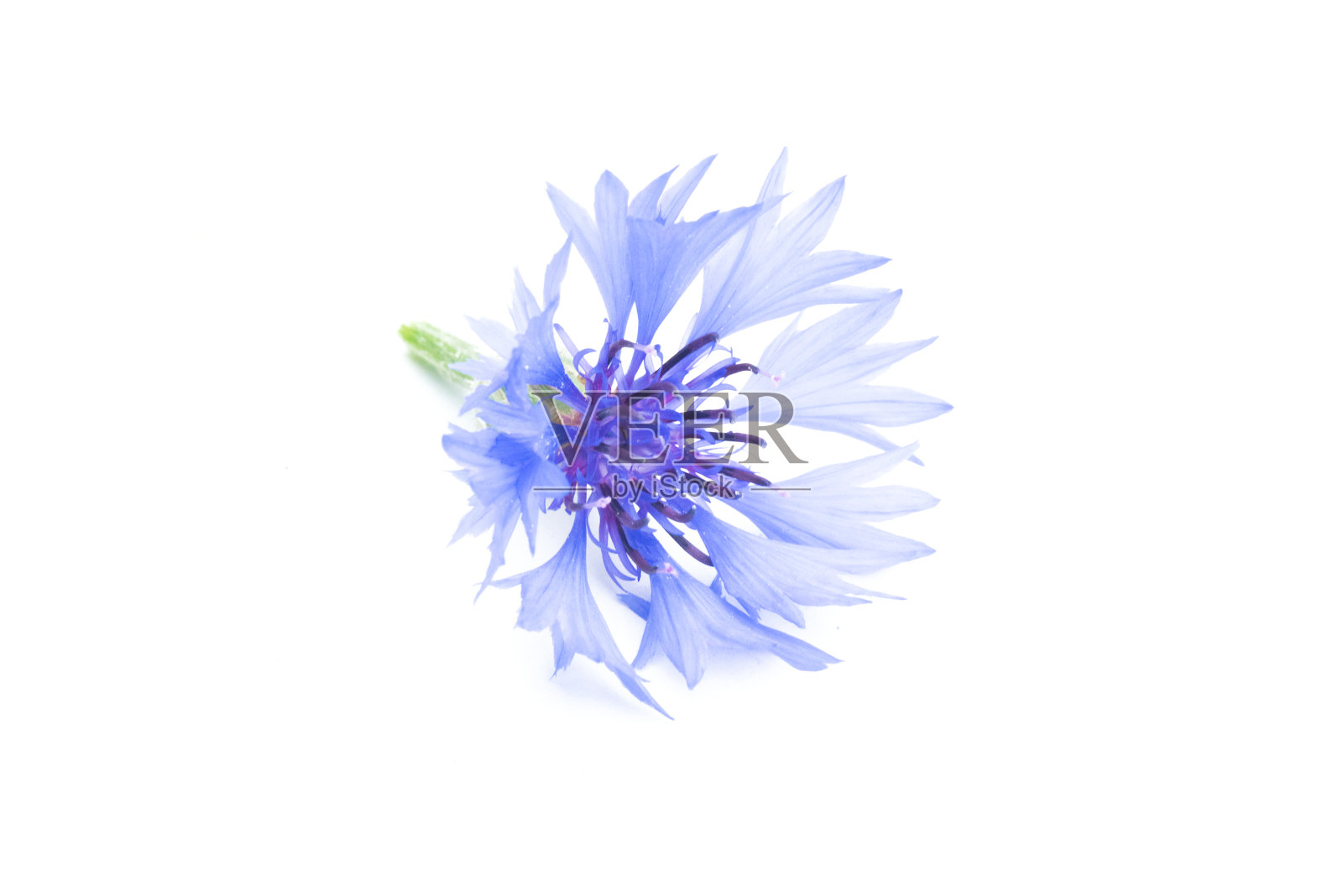 花。照片摄影图片