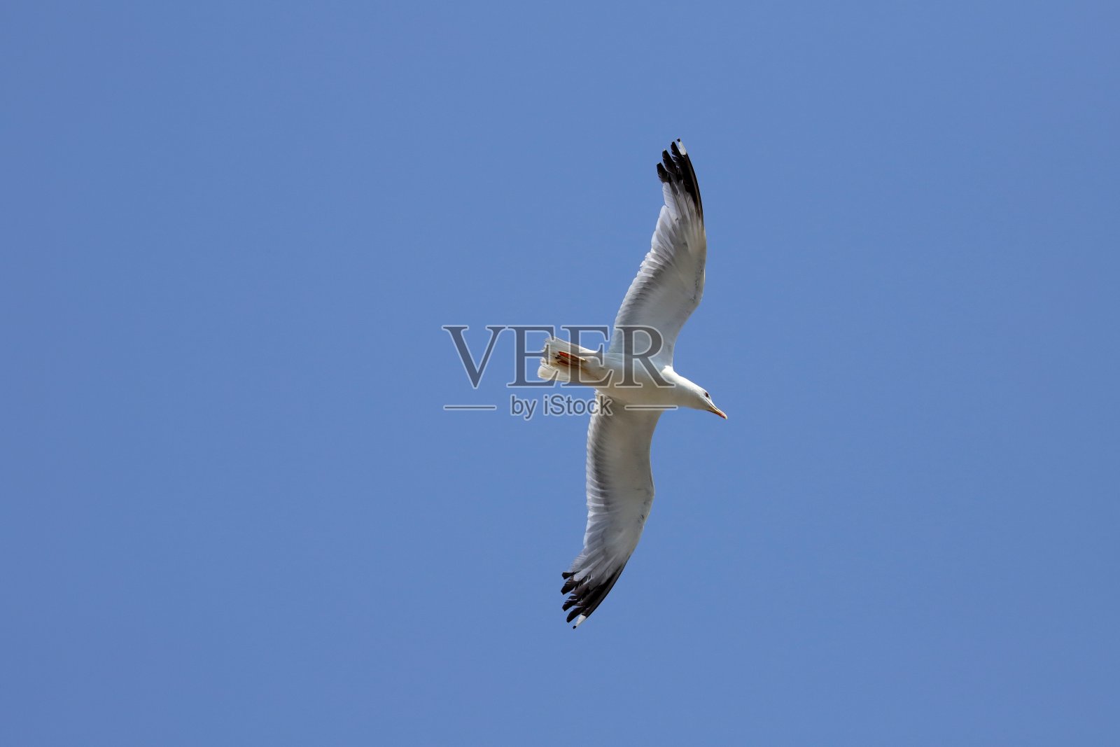 海鸥飞过威尼斯公爵宫(总督宫),意大利照片摄影图片