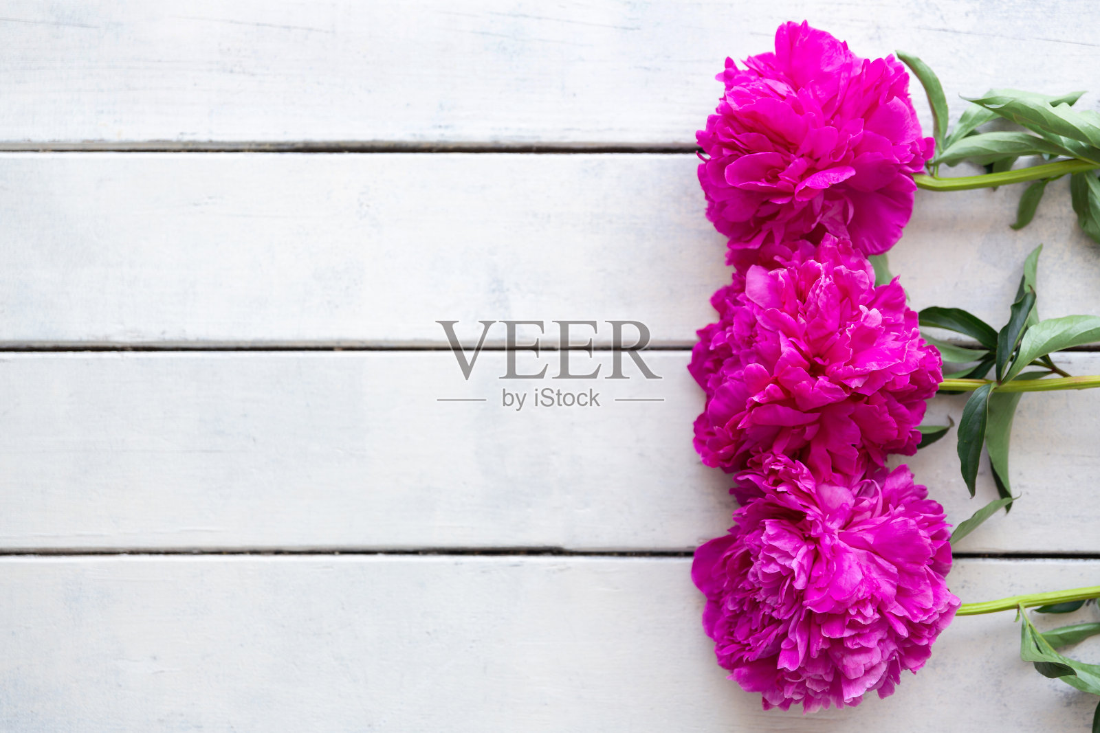 白色粗糙木板背景上的粉色牡丹花贺卡照片摄影图片