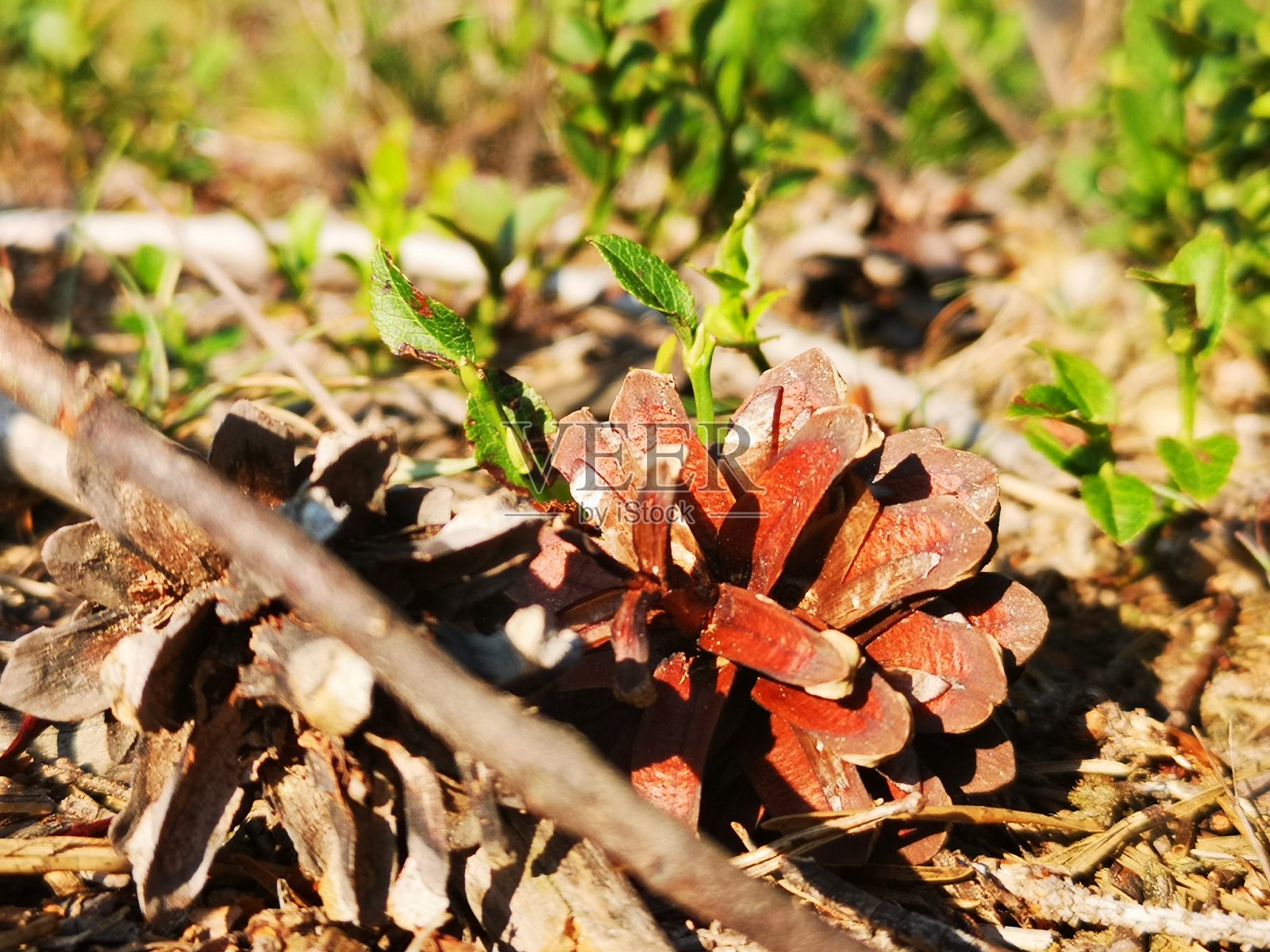 自然照片摄影图片