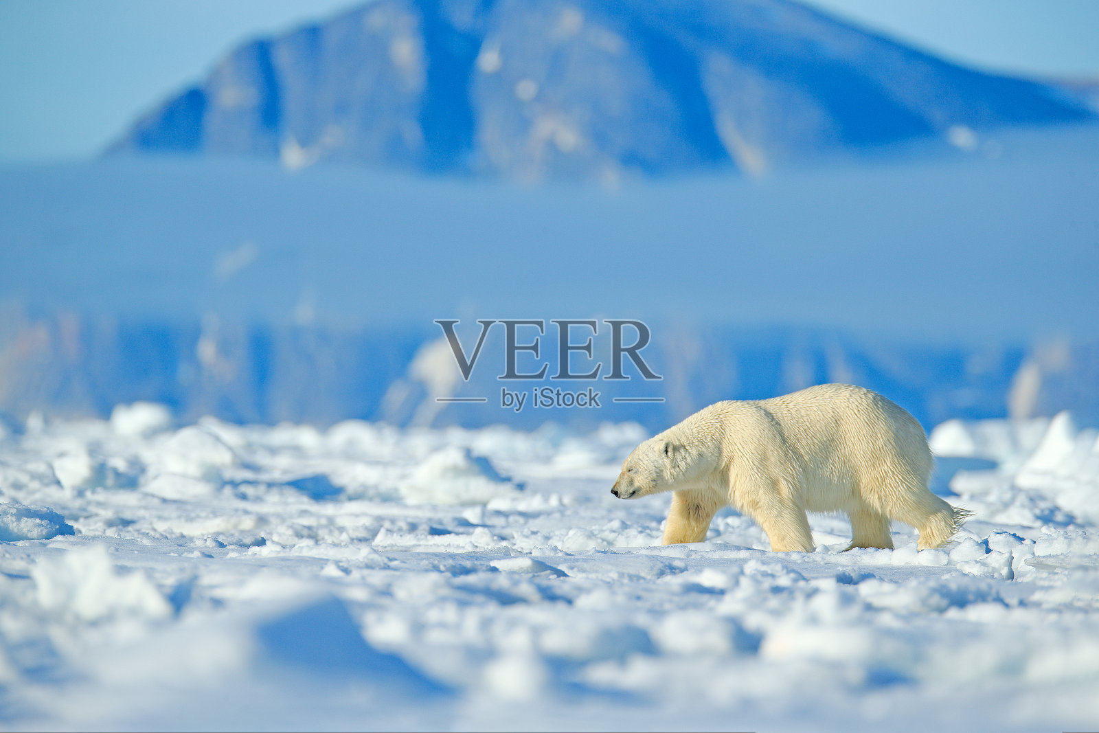 危险的熊坐在冰上,美丽的蓝天。在挪威海中,北极熊在有雪和水的漂流冰边。白色动物的自然栖息地,欧洲。大自然的野生动物景象。照片摄影图片