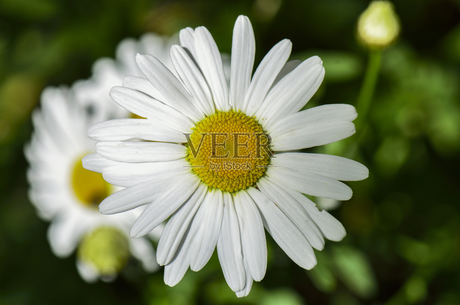 美丽的宏新鲜雏菊照片摄影图片