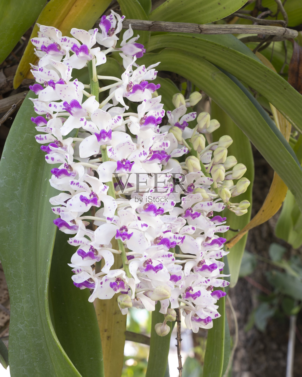 野生兰花,美丽的兰花花与自然的背景。照片摄影图片