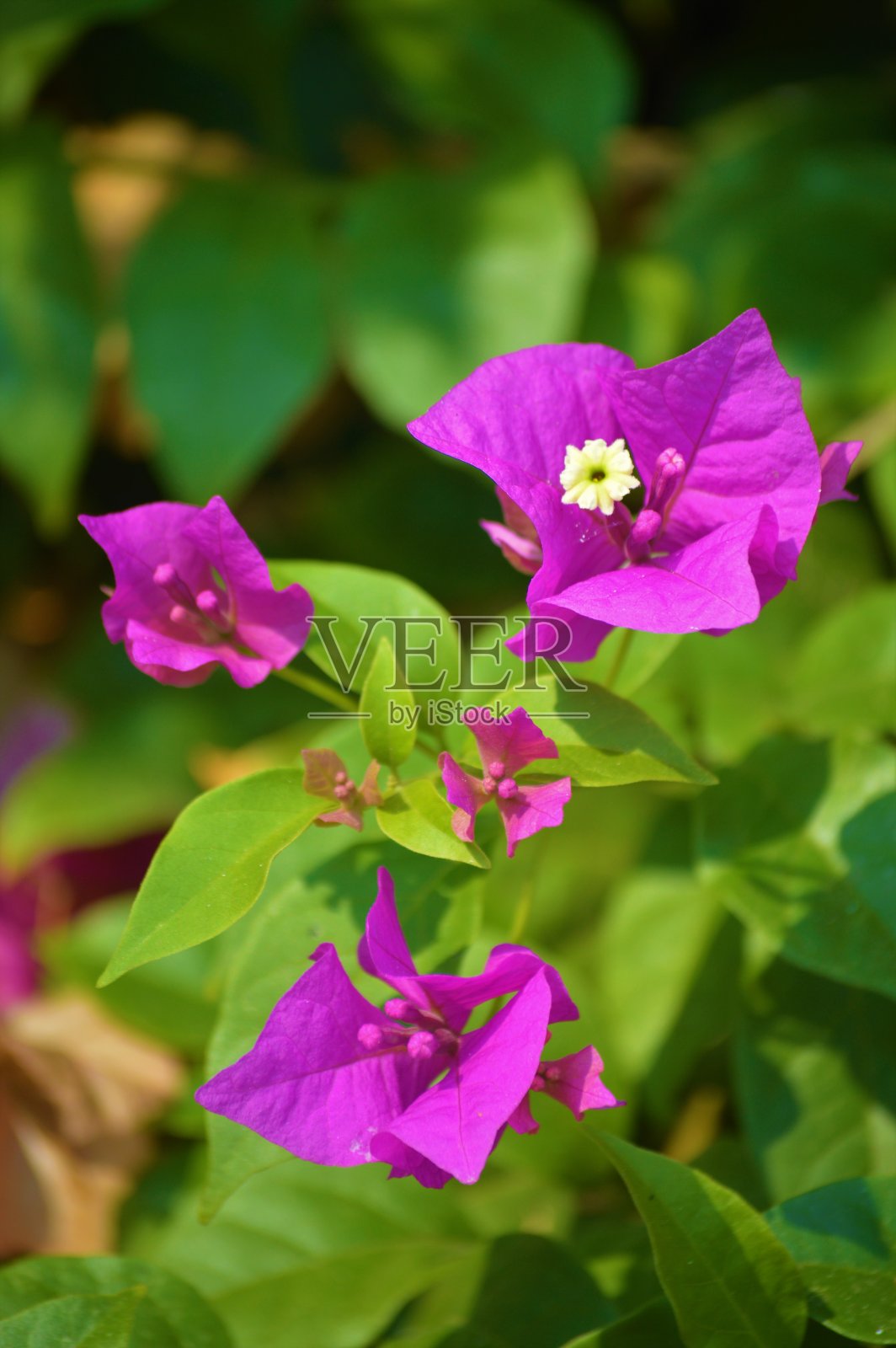 九重葛是紫色的照片摄影图片