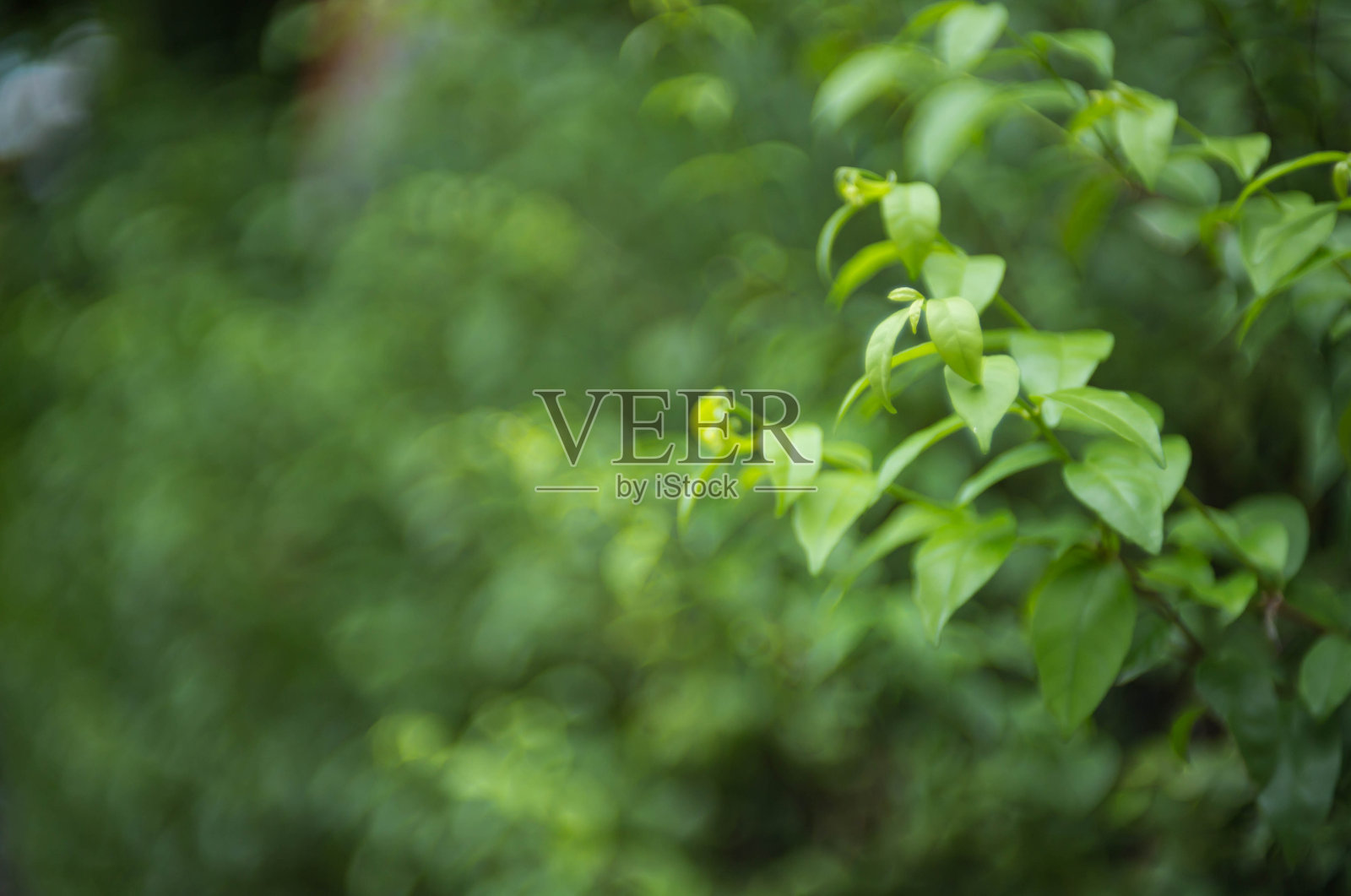 Benth宗教Wrightia照片摄影图片