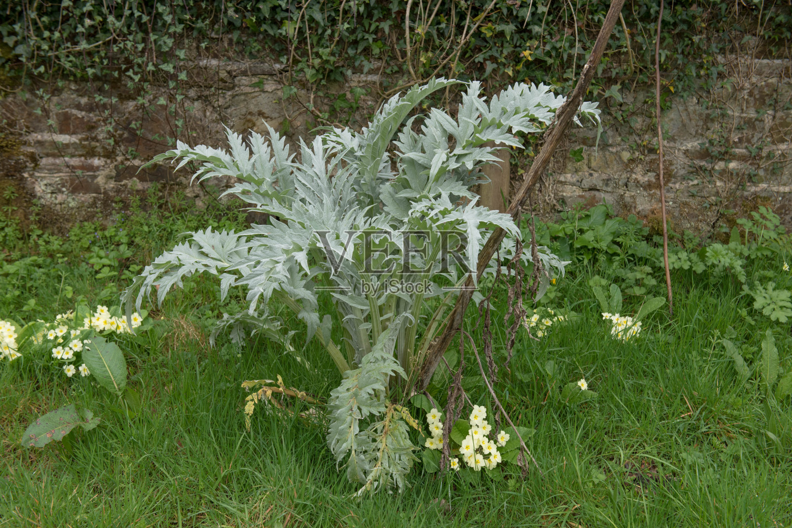 有机地球洋蓟植物(洋蓟cardunculus变种scolymus)在英国德文郡的田园菜园中种植照片摄影图片