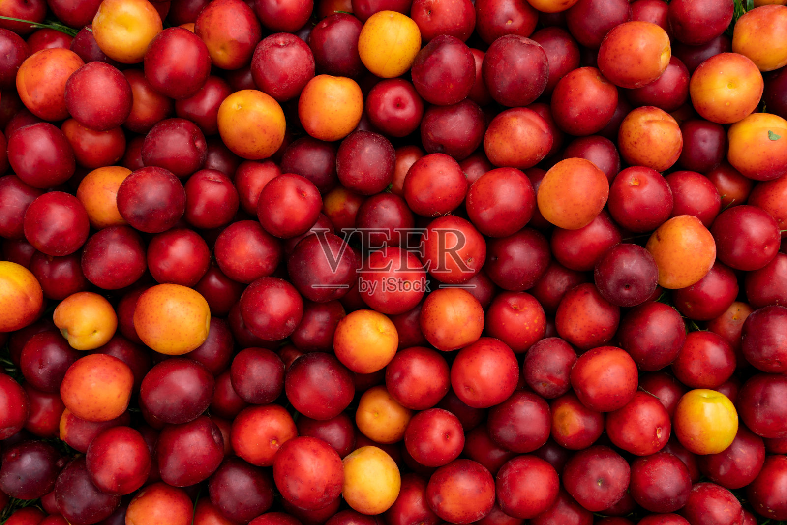 鲜红梅、樱桃梅照片摄影图片