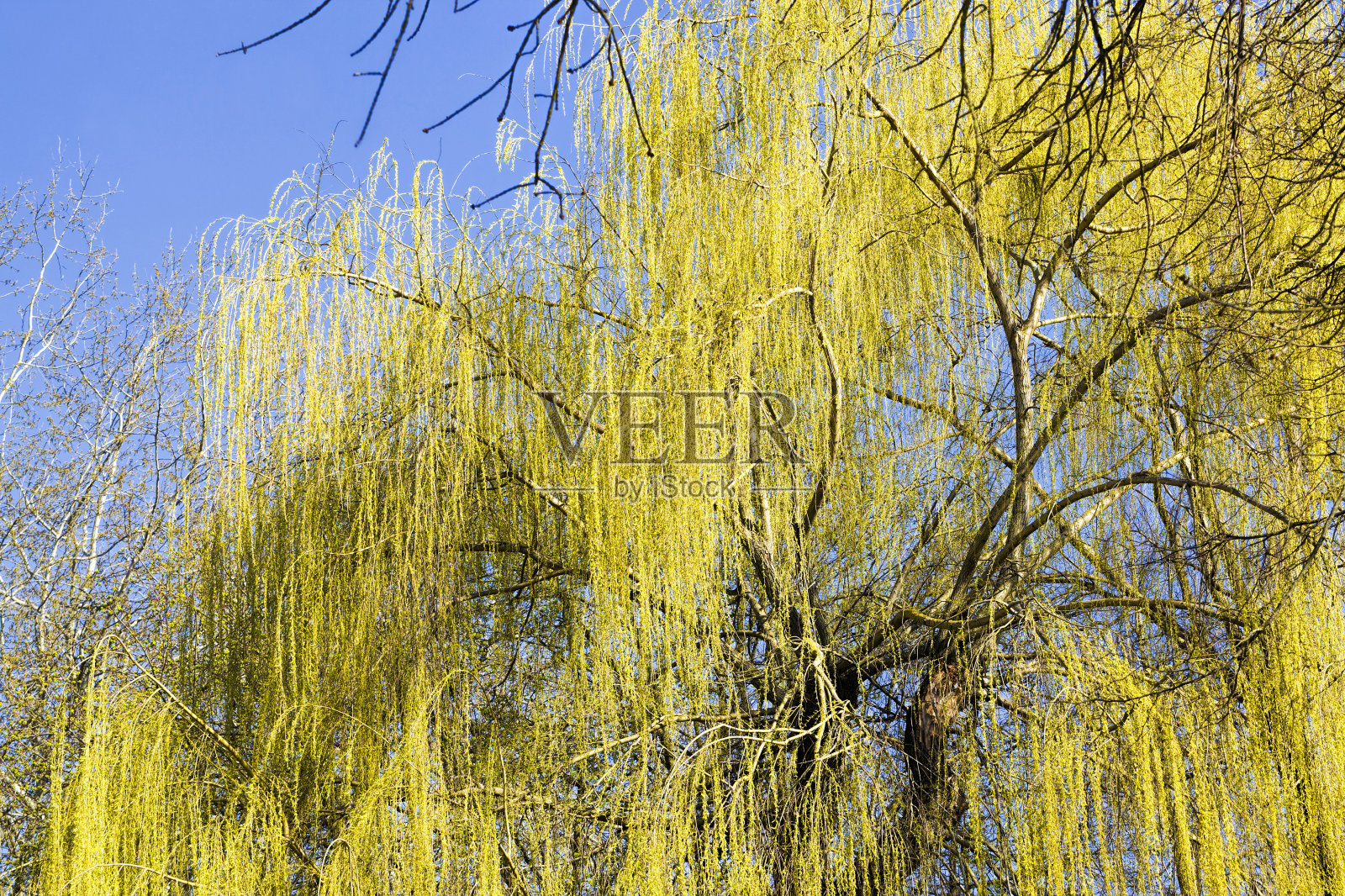 美丽的柳树照片摄影图片