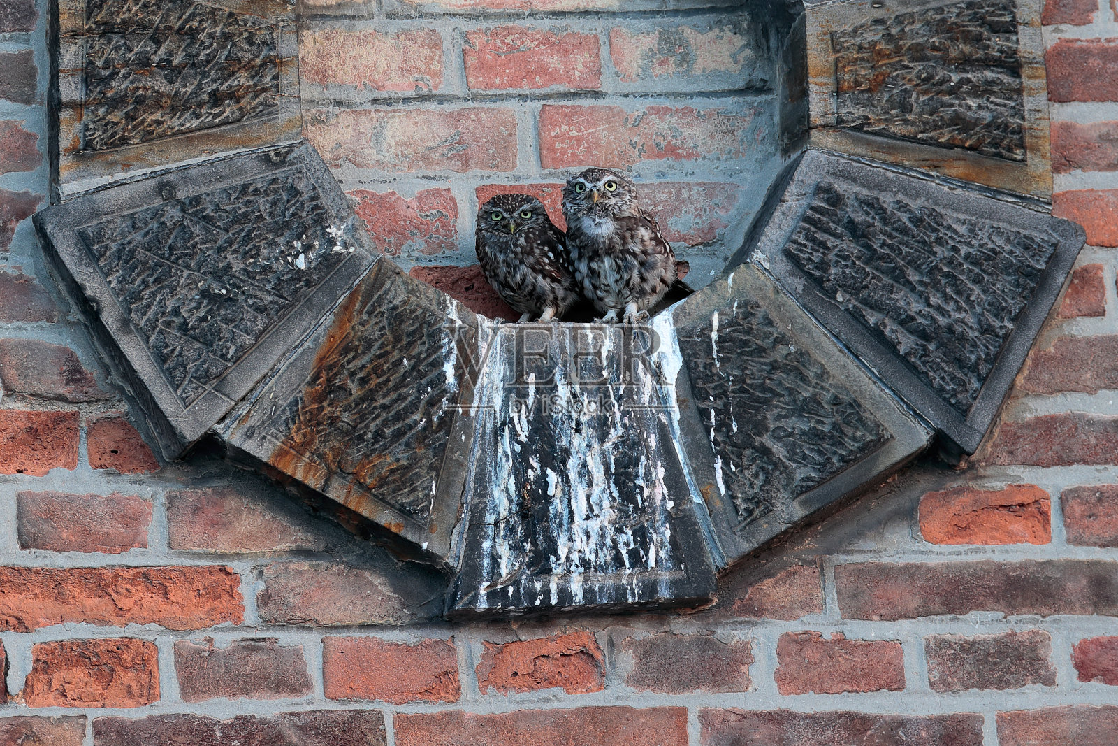 城市野生动物和鸟类。捷克共和国观鸟。小猫头鹰和妈妈在巢旁。小猫头鹰一家,妈妈和孩子,雅典娜。橙色砖墙和两只猫头鹰。照片摄影图片
