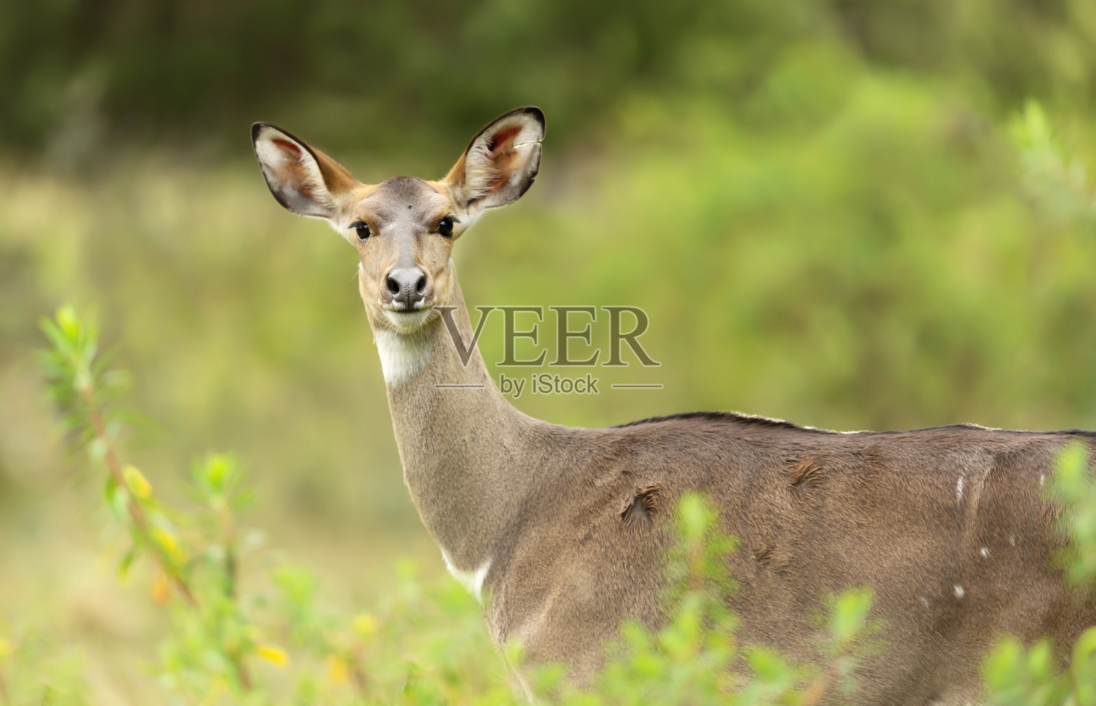 雌性尼亚拉山的特写照片摄影图片