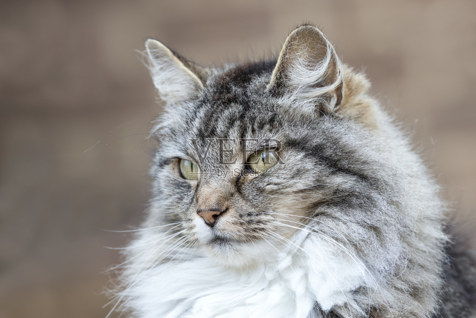 一只长毛灰色家猫的肖像照片摄影图片