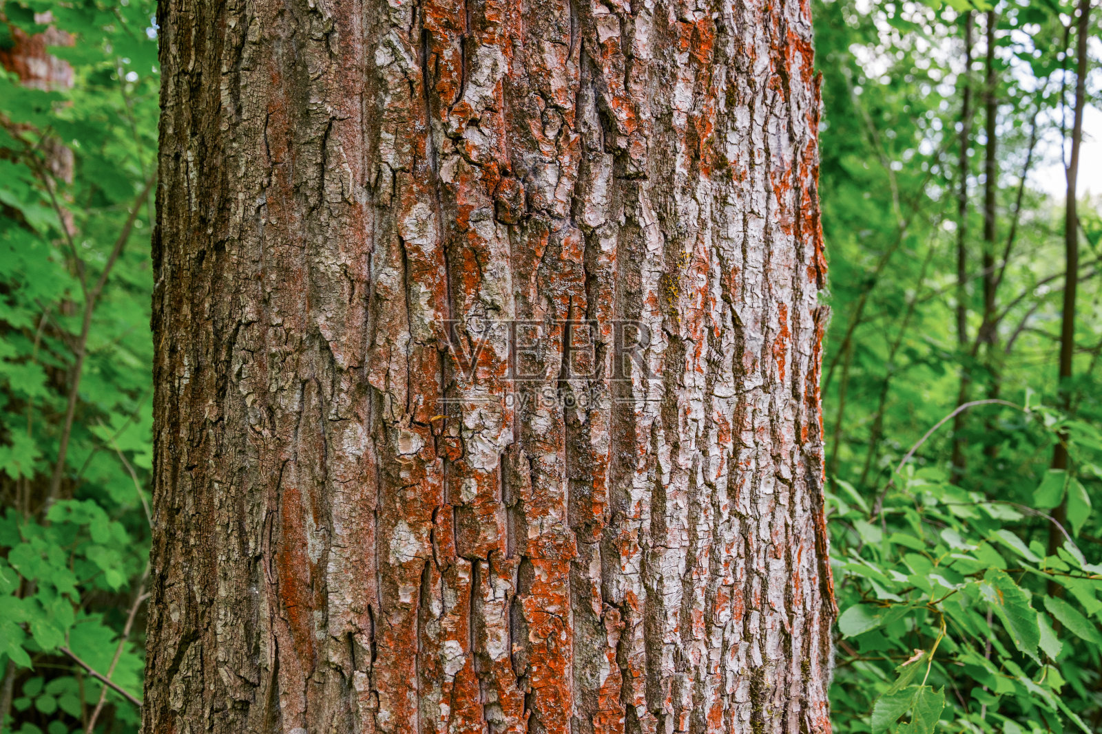 松树树干照片摄影图片