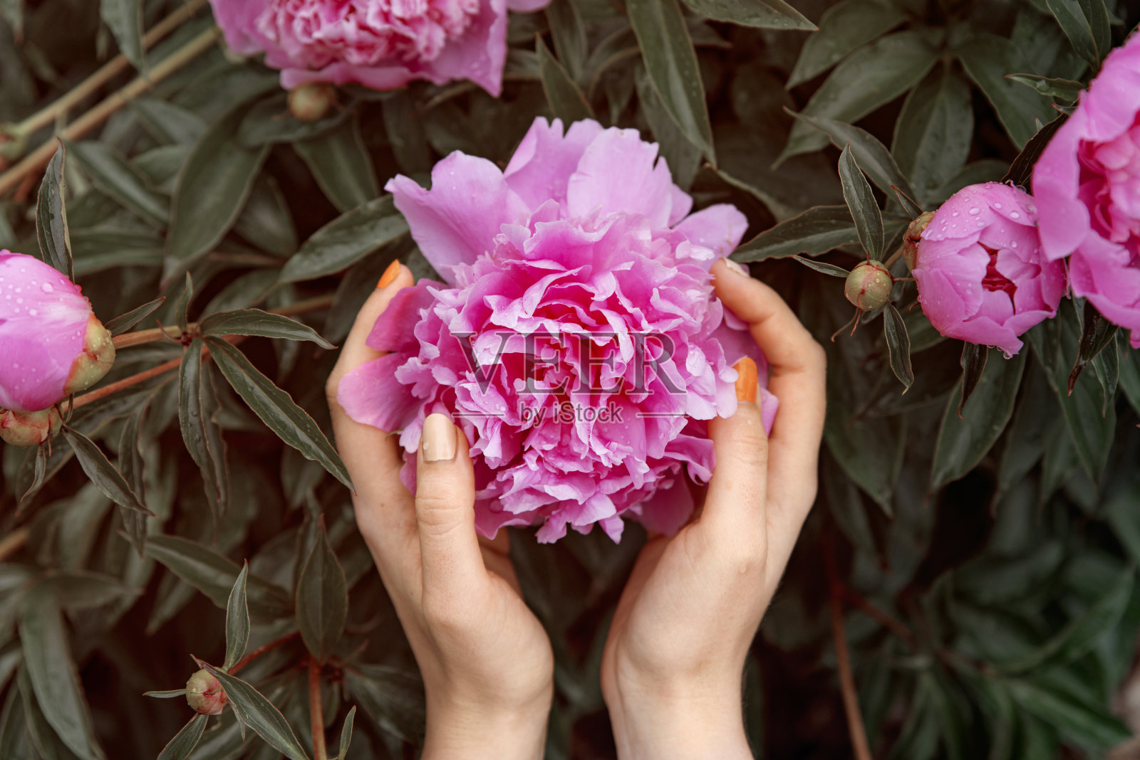 女人双手捧着粉红色的牡丹花。盛开的牡丹,花蕾和粉红色的花瓣。的过滤器照片摄影图片