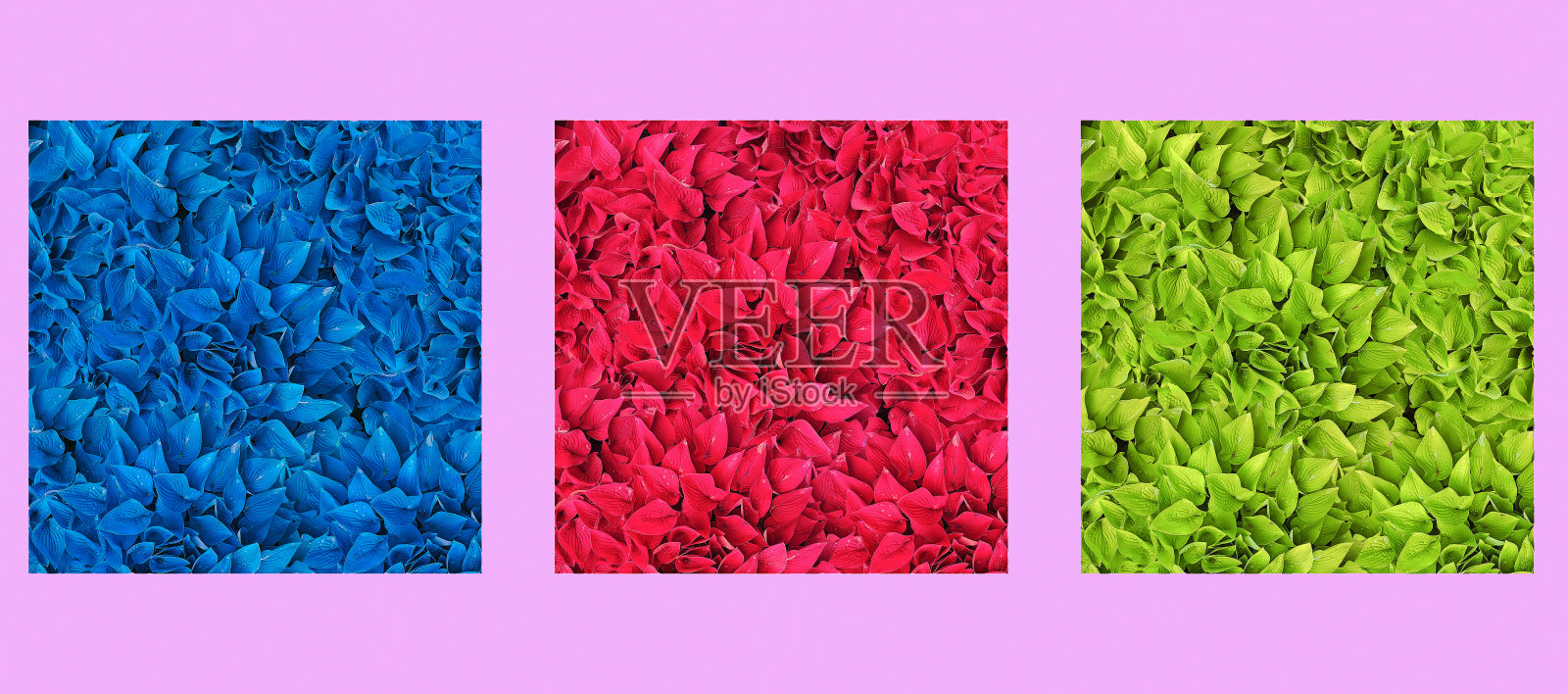 植物创造性的调色板。潘通流行色组合照片摄影图片