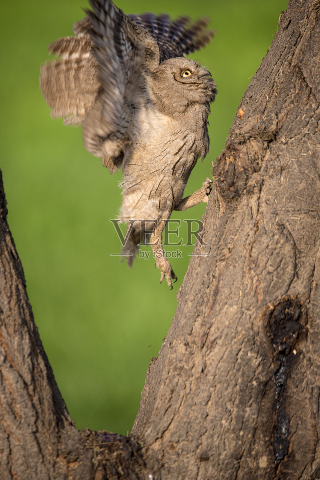 斑点枭是巴基斯坦的一种热带猛禽照片摄影图片
