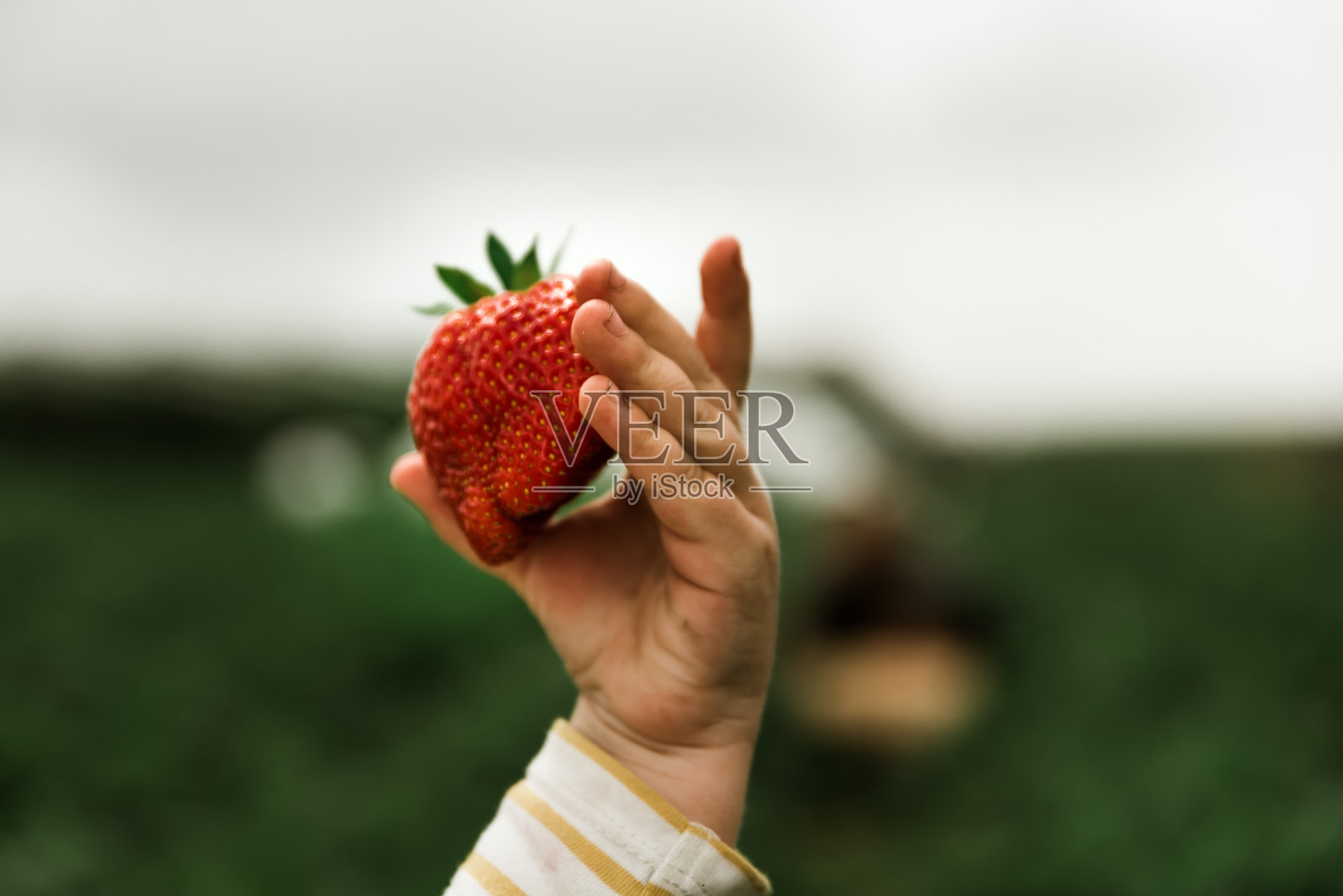 女孩手拿一个草莓对着天空。在有机草莓地里采摘新鲜的红草莓。草莓丰收。照片摄影图片