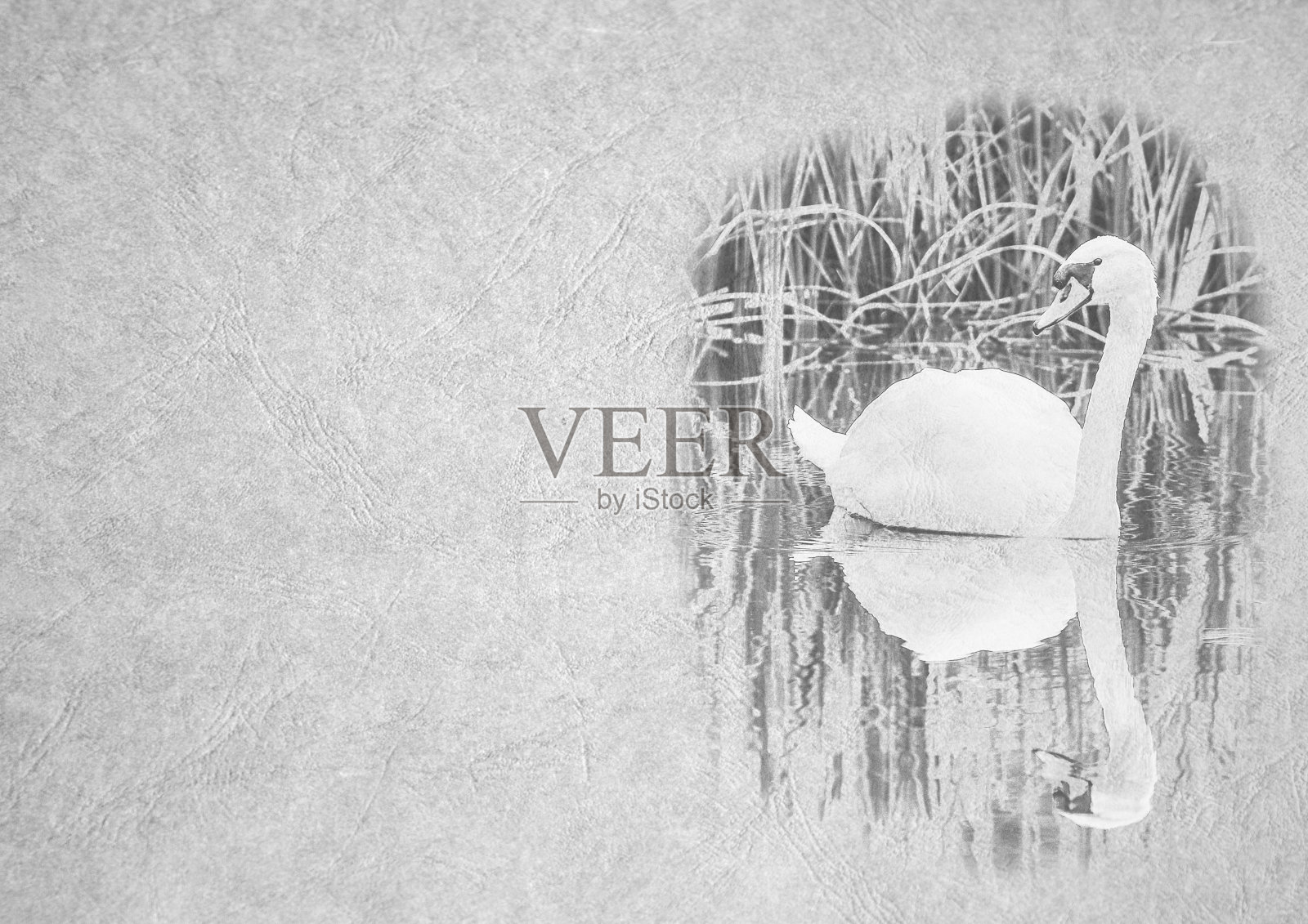 池塘上天鹅的灰阶黑白折叠卡片图像与反射照片摄影图片