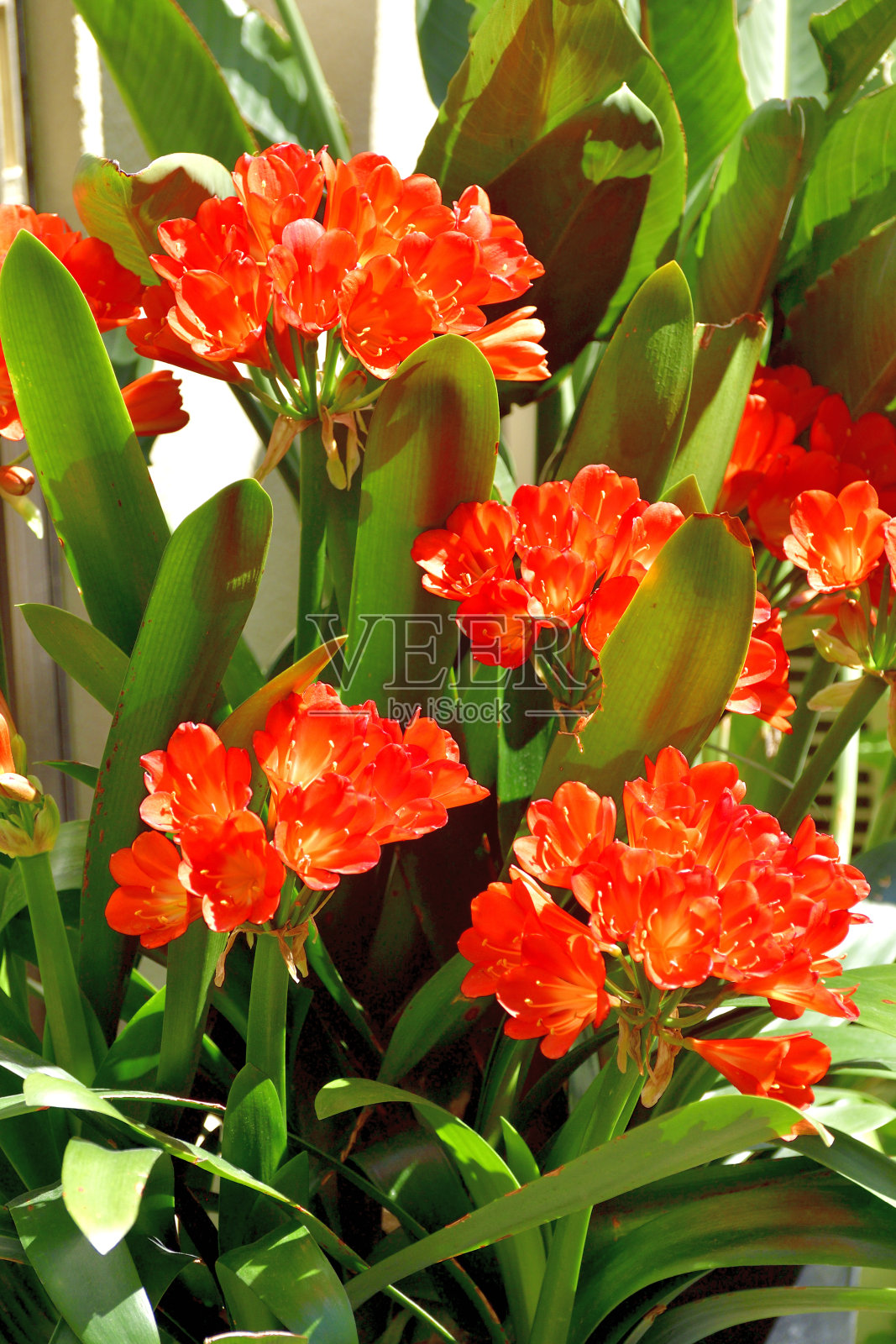 百合/君子兰花照片摄影图片