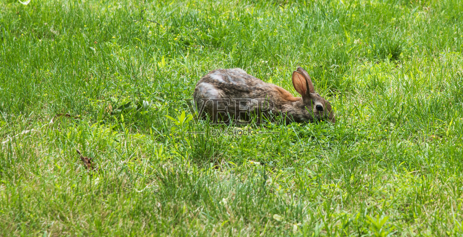 棉尾兔兔吃草照片摄影图片