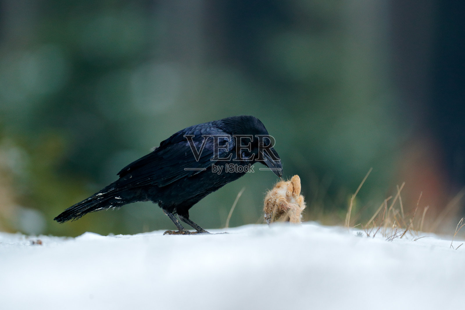 森林里的野生动物进食场景。乌鸦带着打死的野兔,坐在石头上。鸟类在自然界的行为。有黑乌鸦的岩石栖息地。照片摄影图片