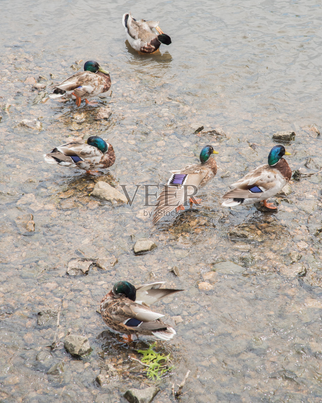 在河里梳妆照片摄影图片
