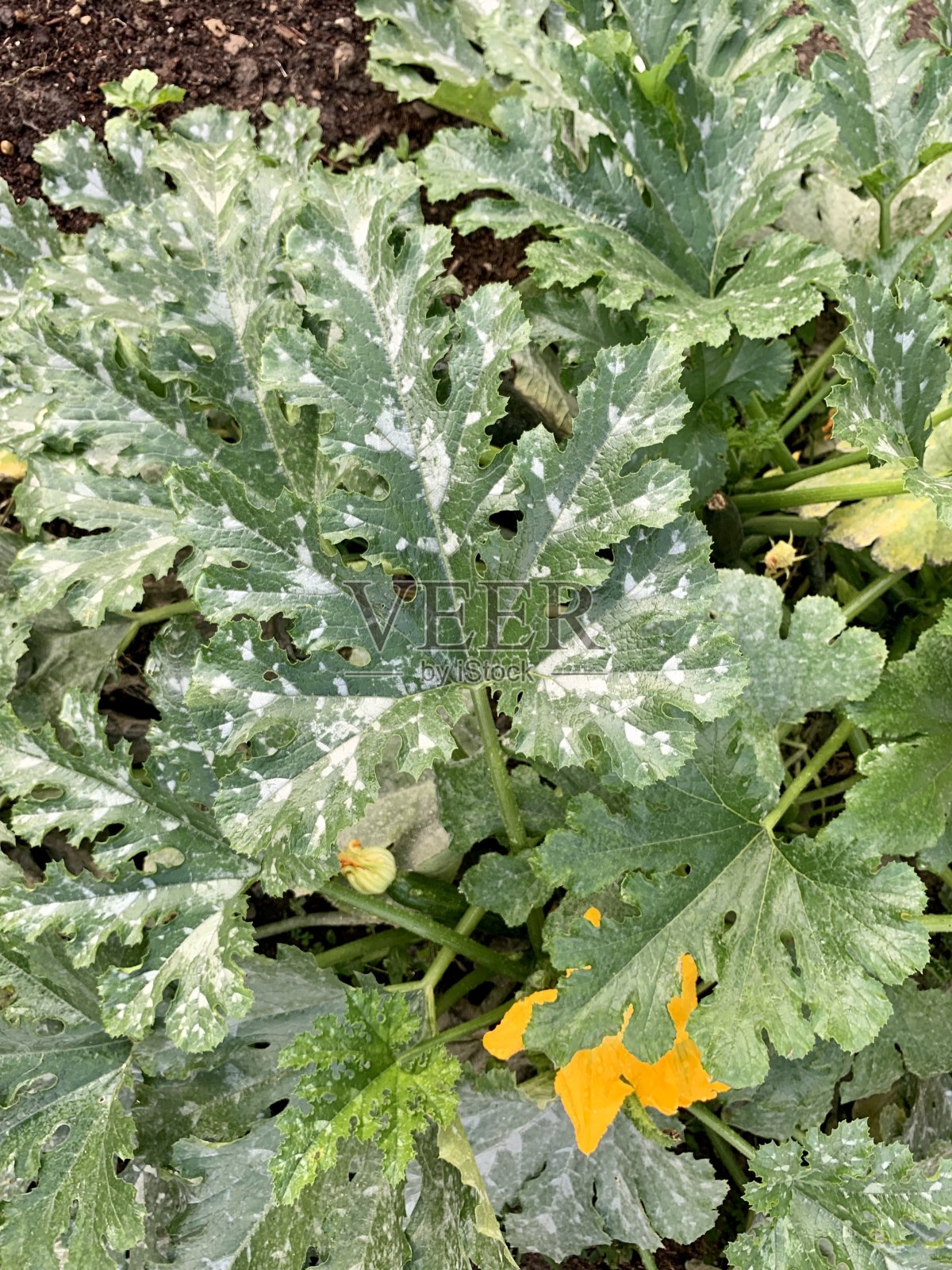 城市社区花园照片摄影图片