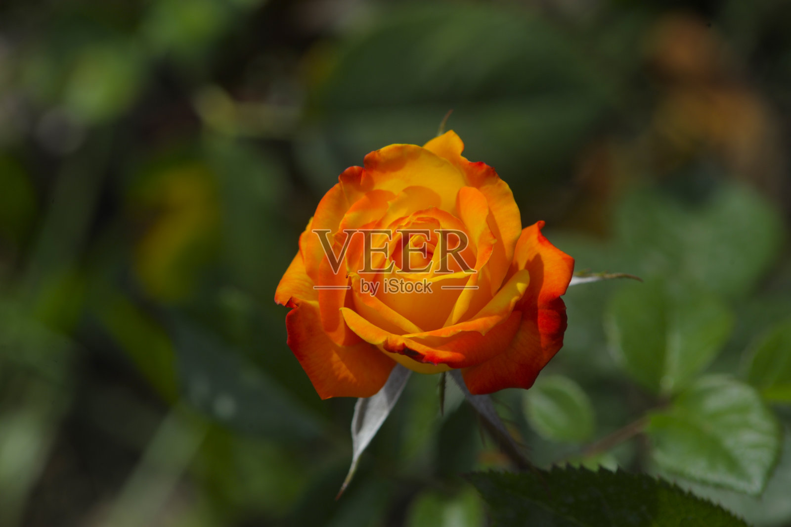 春天盛开的玫瑰照片摄影图片