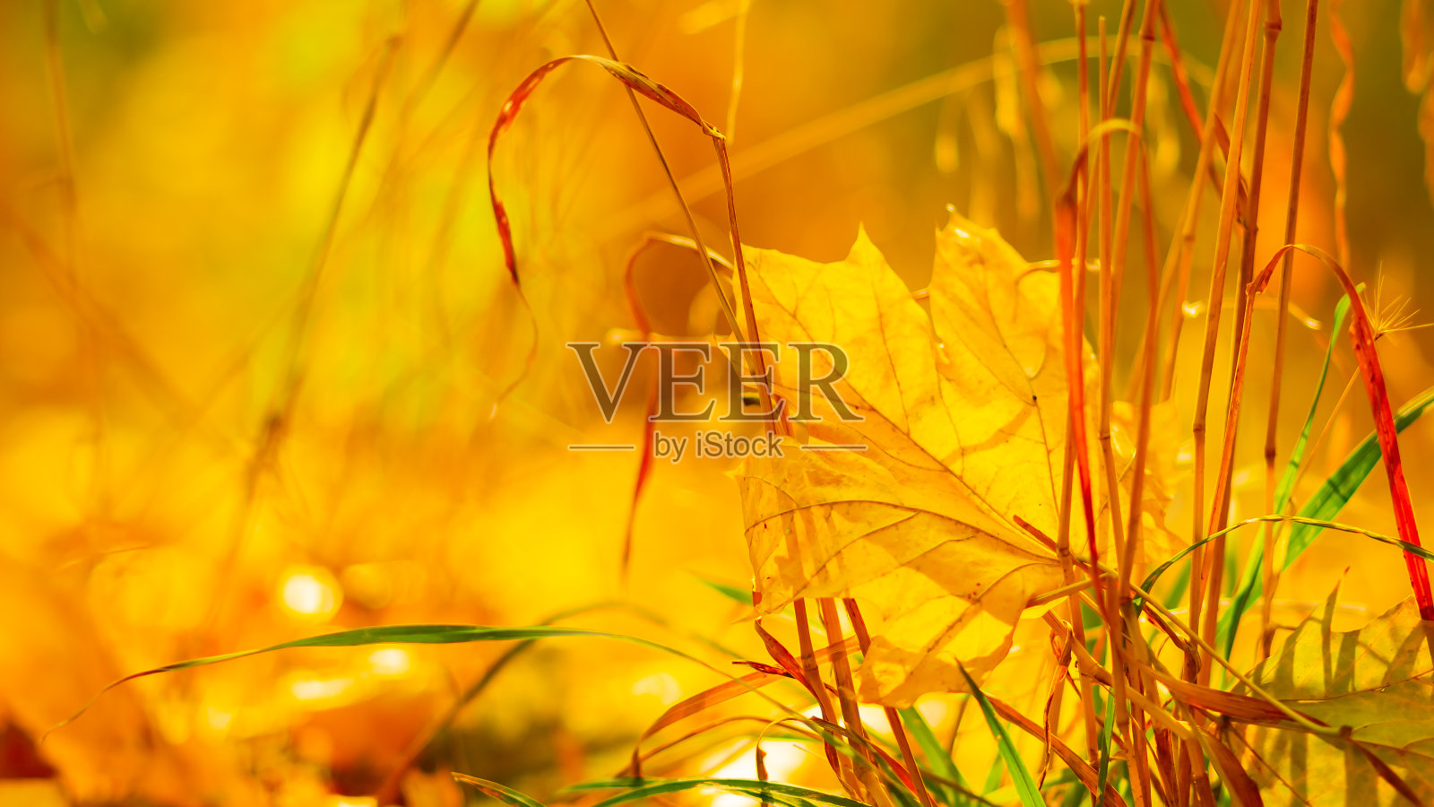 秋季树叶。落在森林里的枫叶。模糊的黄色背景上的金色枫叶。秋天的概念照片摄影图片