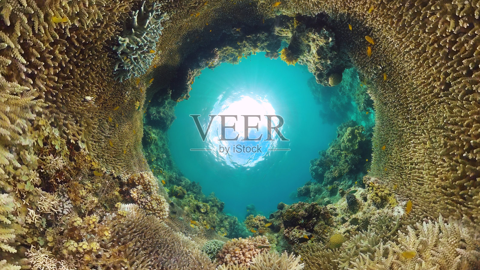 水下的珊瑚礁和热带鱼。保和Panglao、菲律宾照片摄影图片