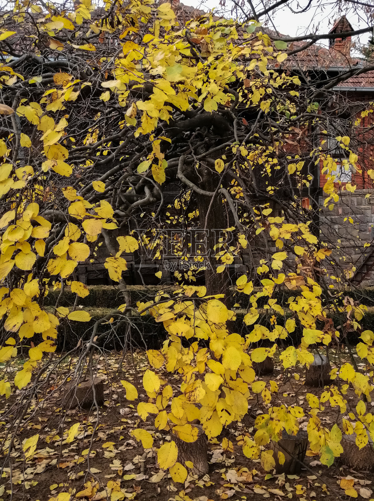 有黄色秋叶的树,背景是一所房子照片摄影图片